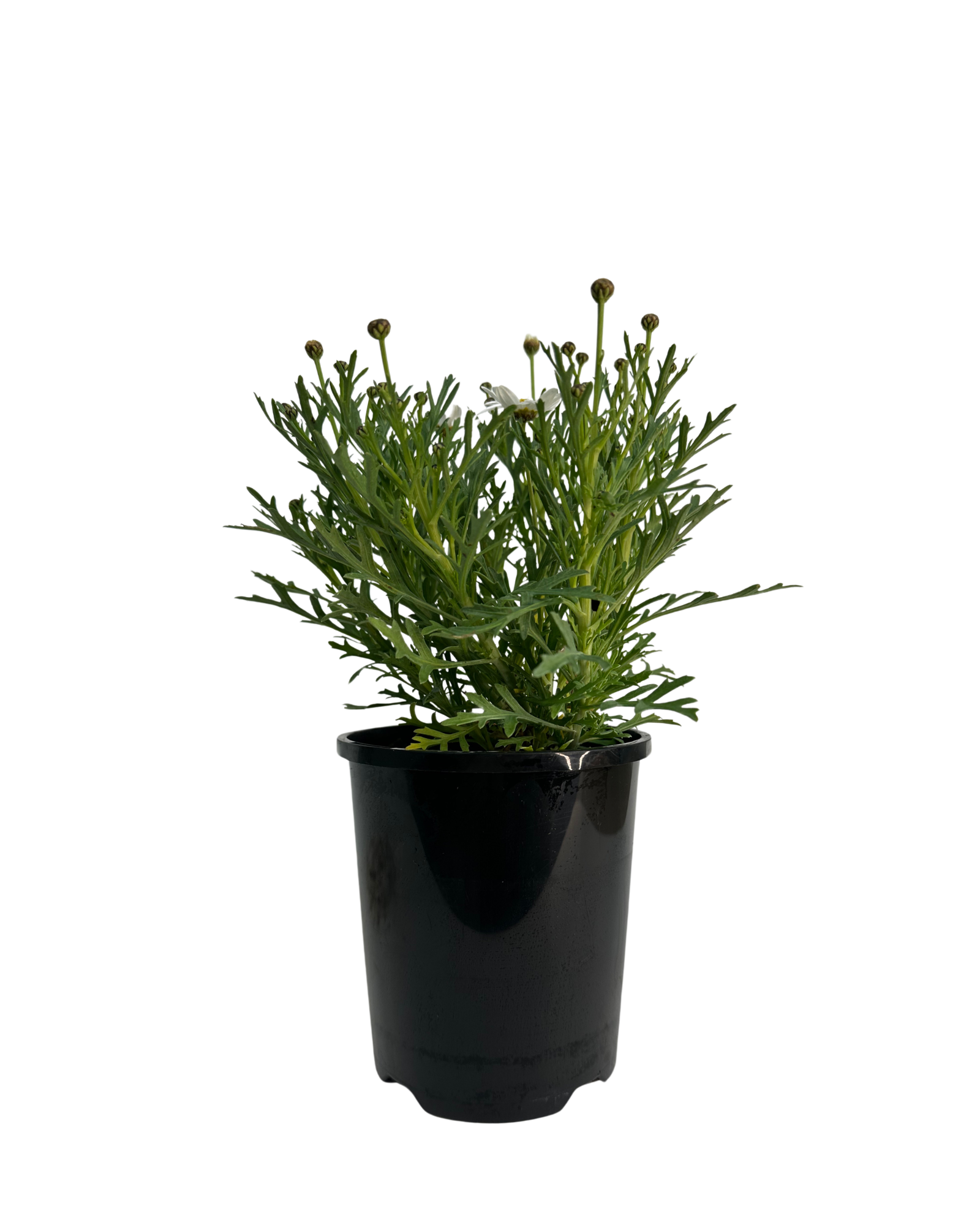 Federation Daisies - Argyranthemum Neptune