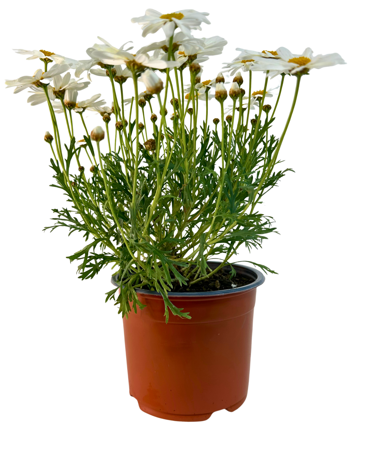Argyranthemum Summit Frost