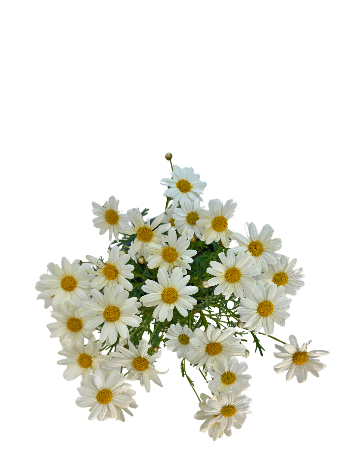 Argyranthemum Summit Frost
