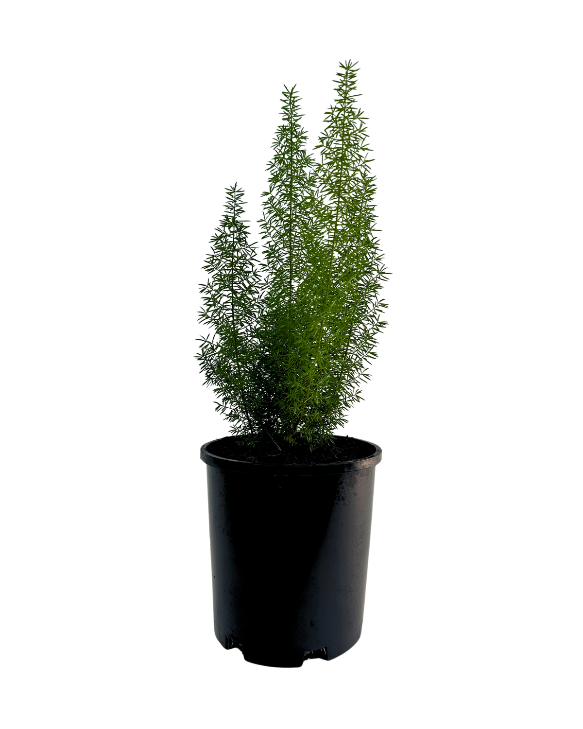 Asparagus Densiflorus Meyeri