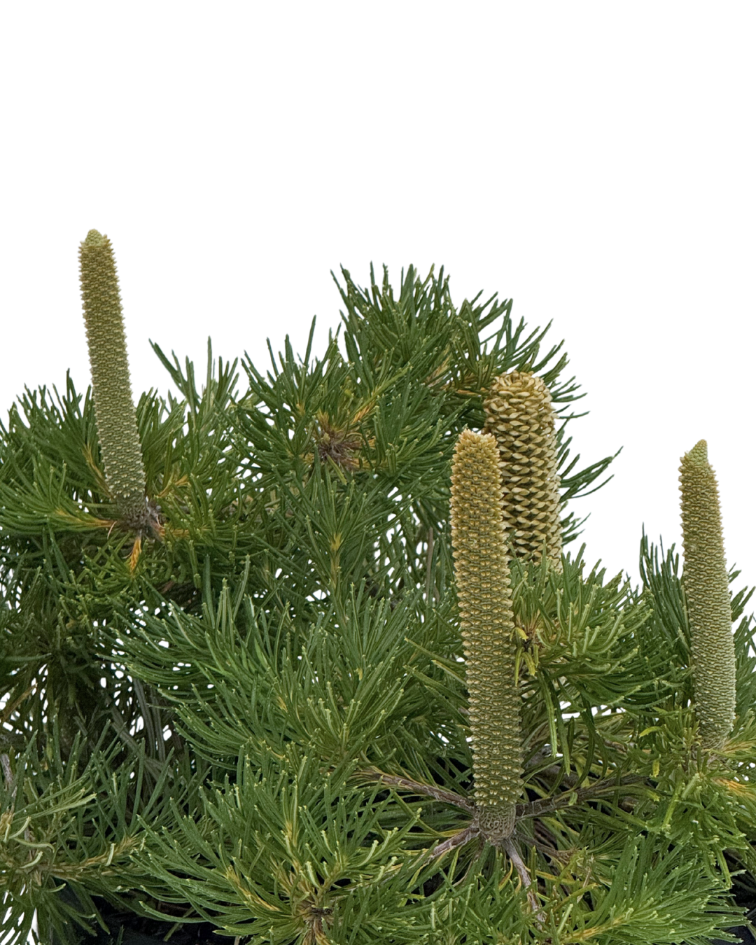 Banksia Birthday Candles
