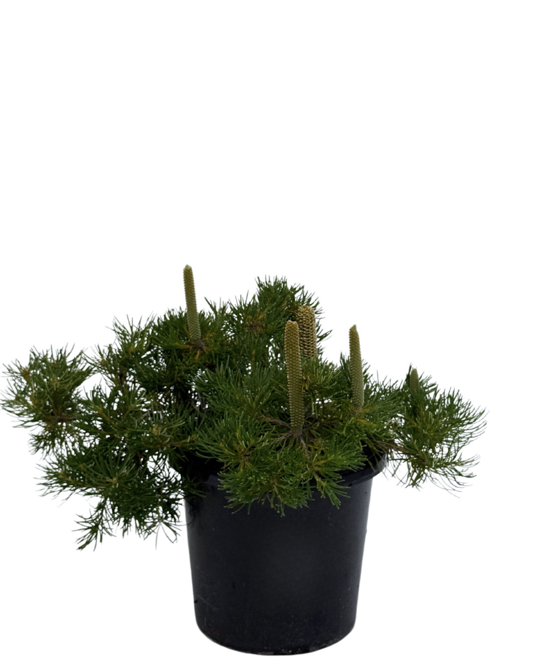 Banksia Birthday Candles