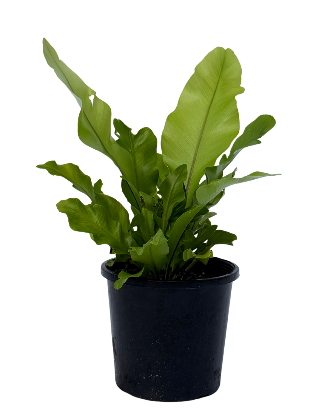 Asplenium Nidus