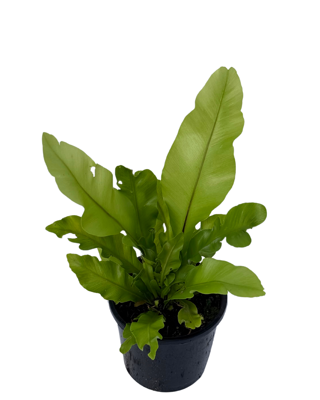 Asplenium Nidus