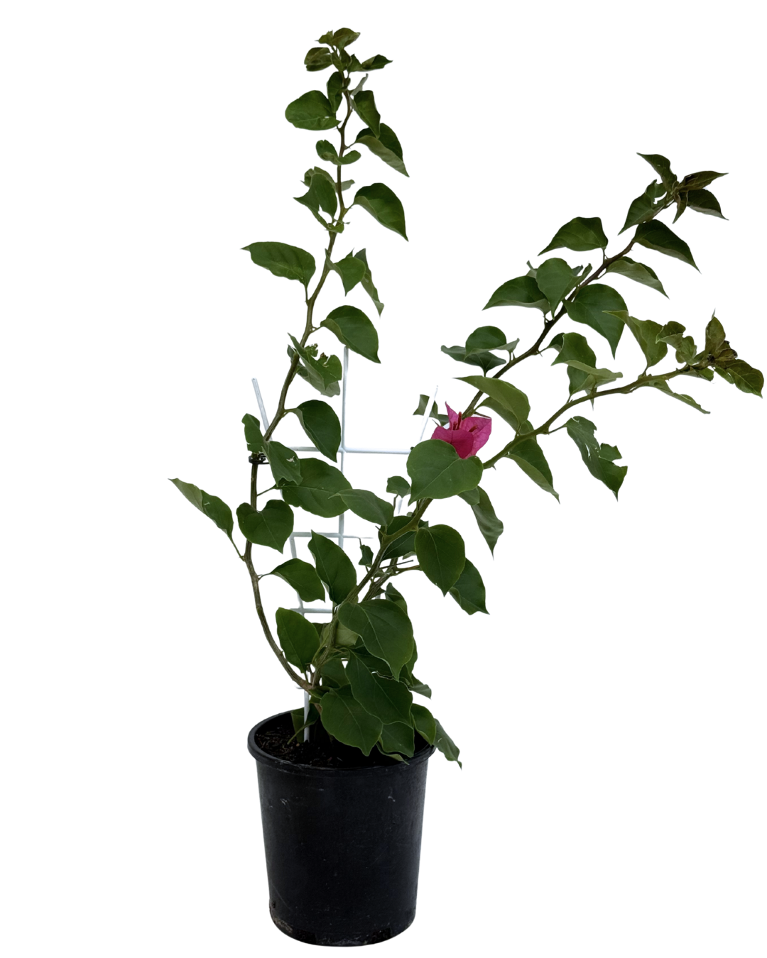 Bougainvillea Californian Gold