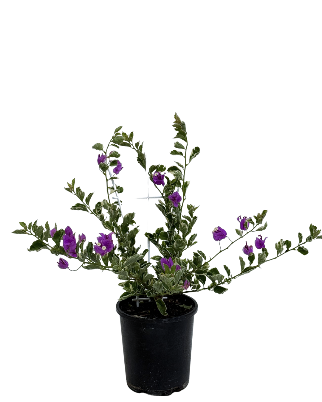 Bougainvillea Blueberry Ice