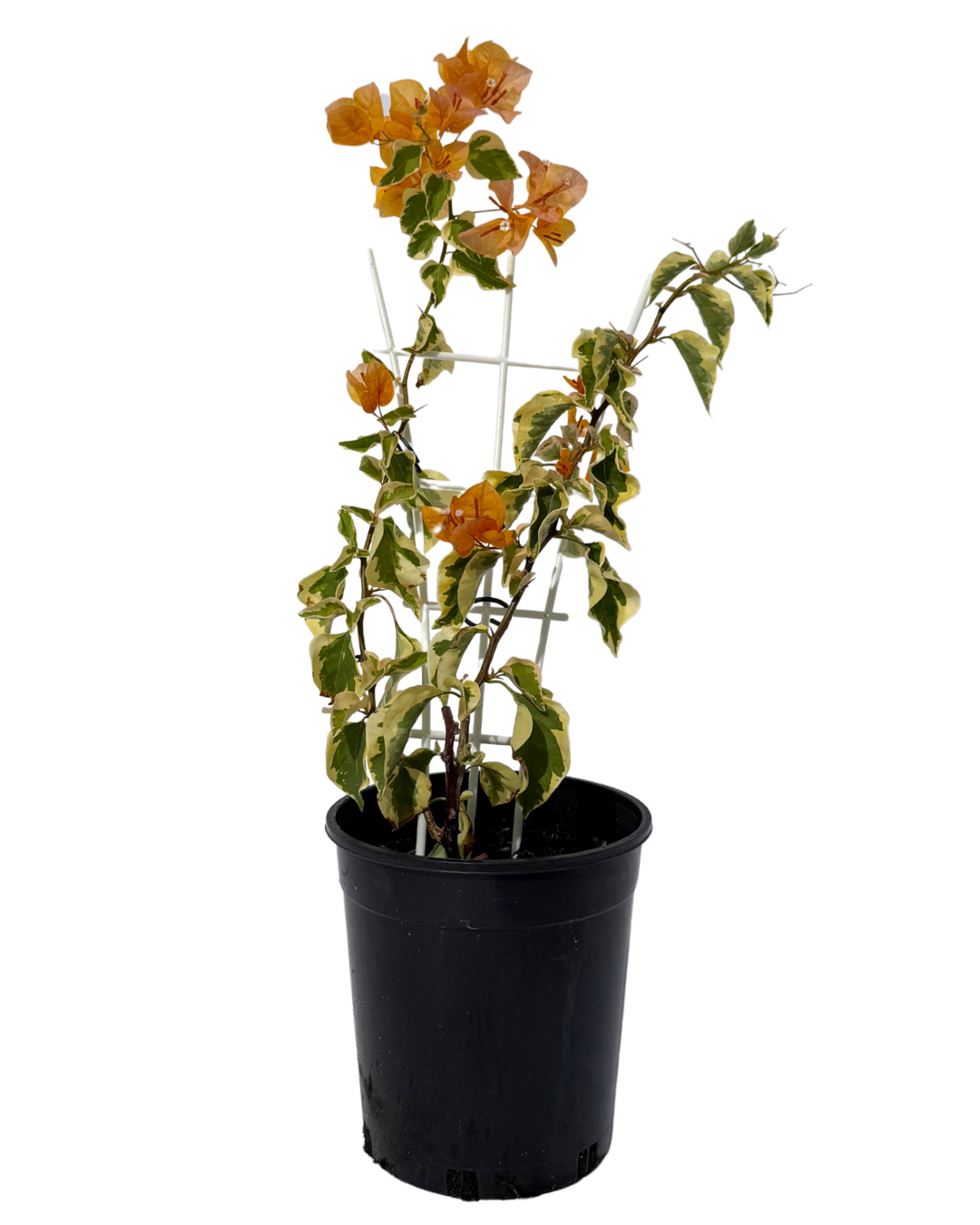 Bougainvillea Golden Ice