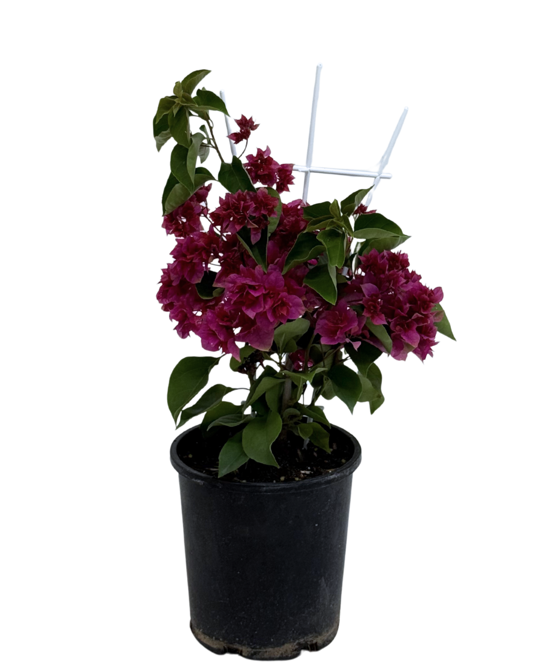 Bougainvillea Klong Fire