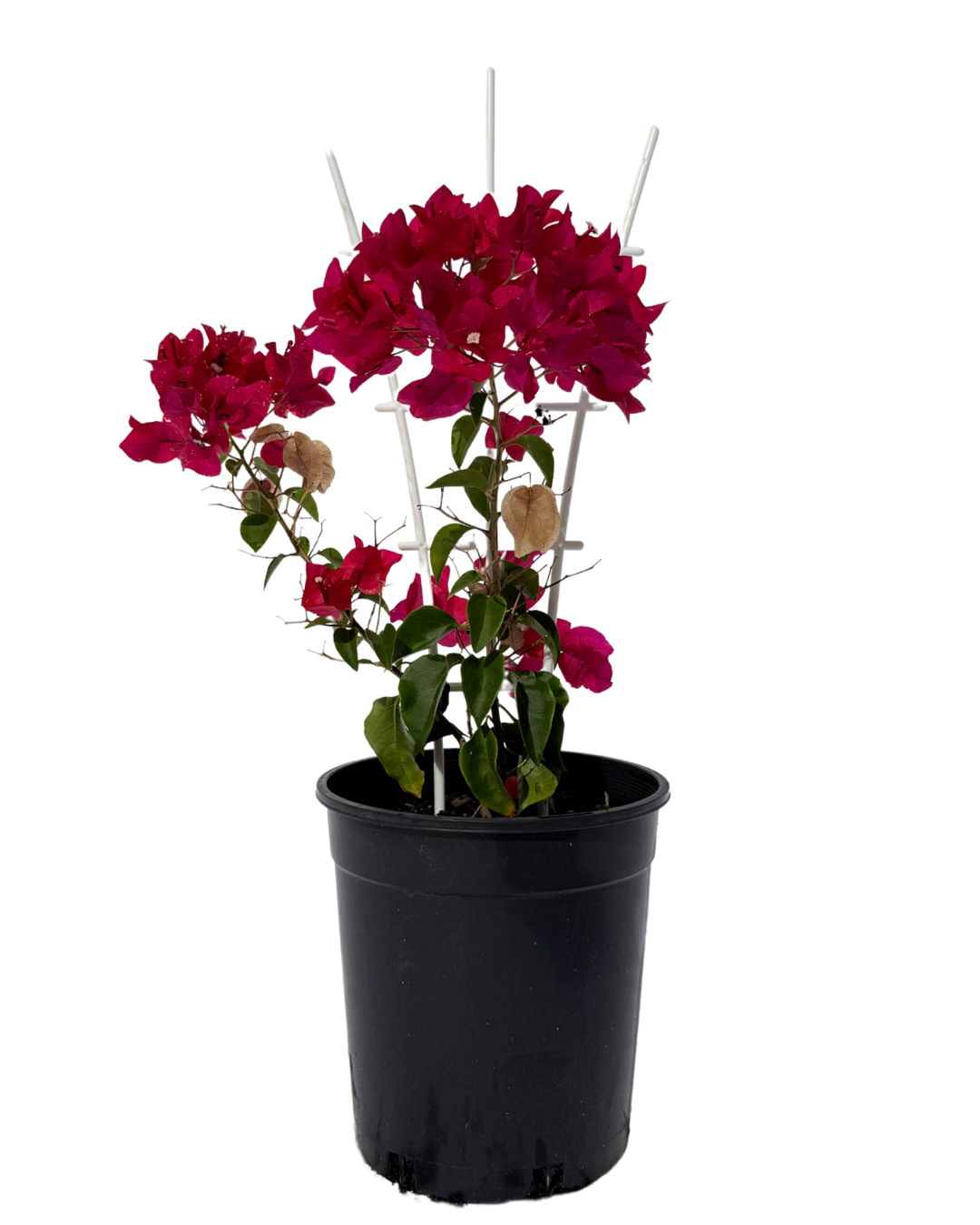Bougainvillea Lolita