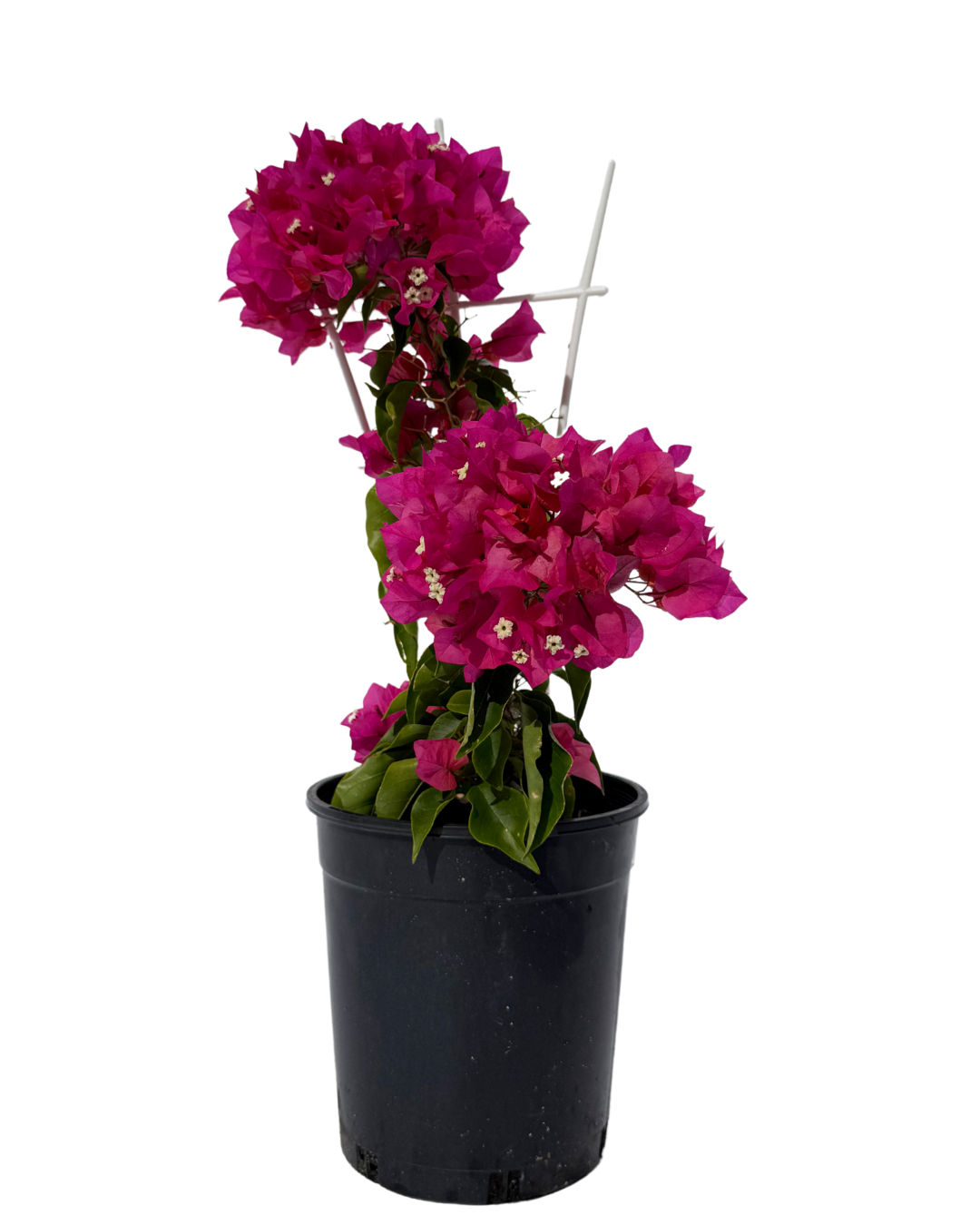 Bougainvillea Treasure