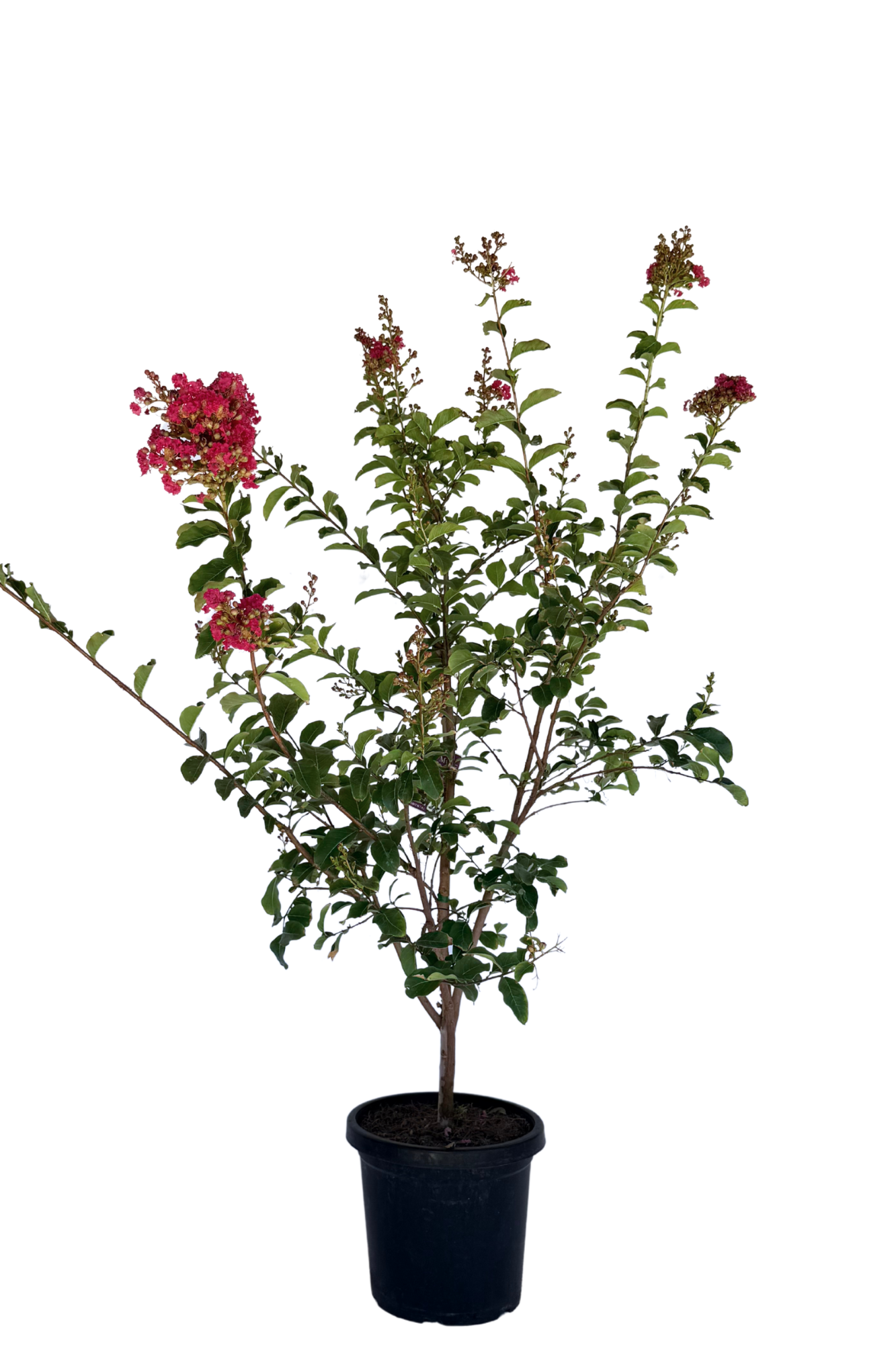 Lagerstroemia Tuscarora