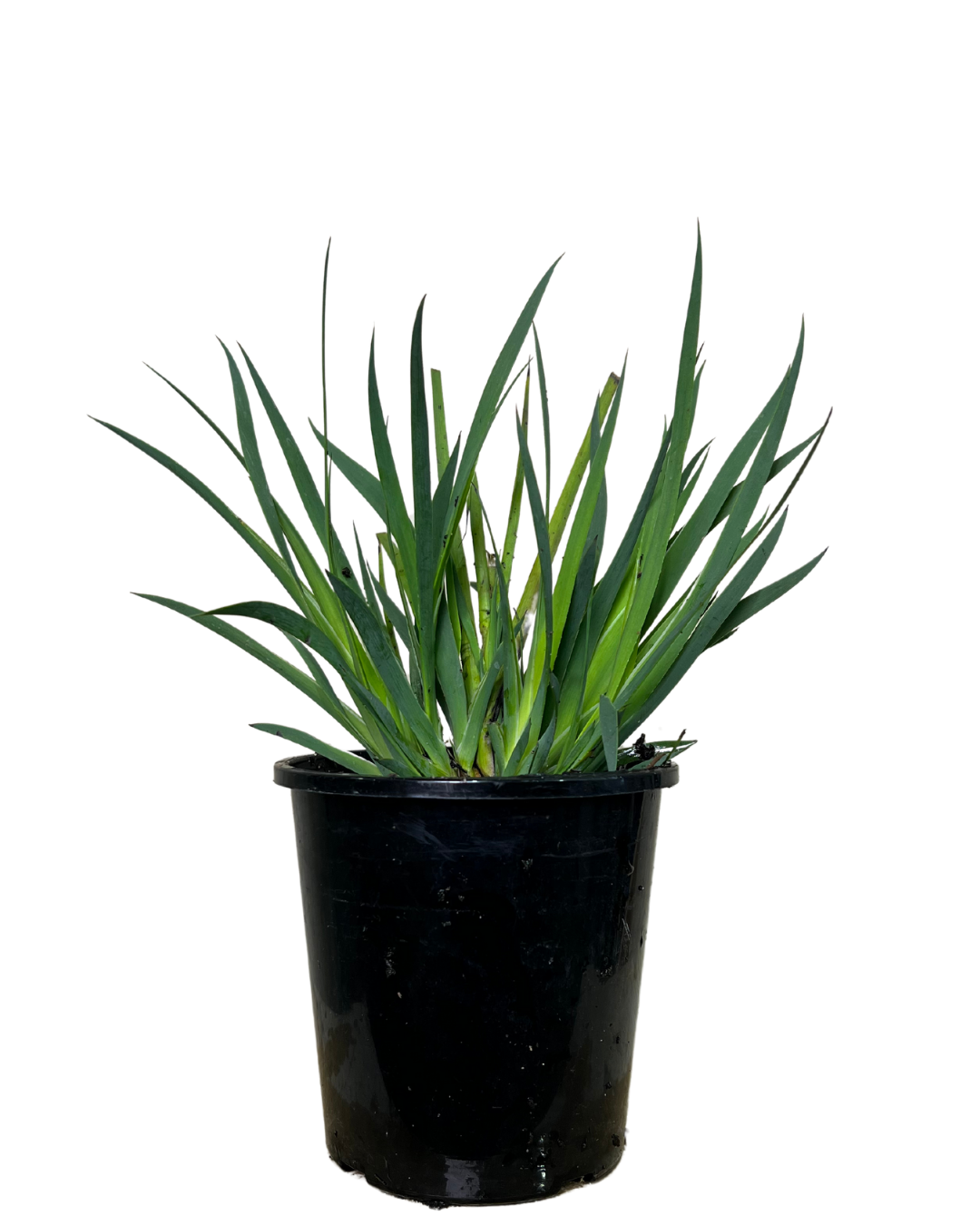 Kangaroo Paw - Anigozanthos Bush Dance