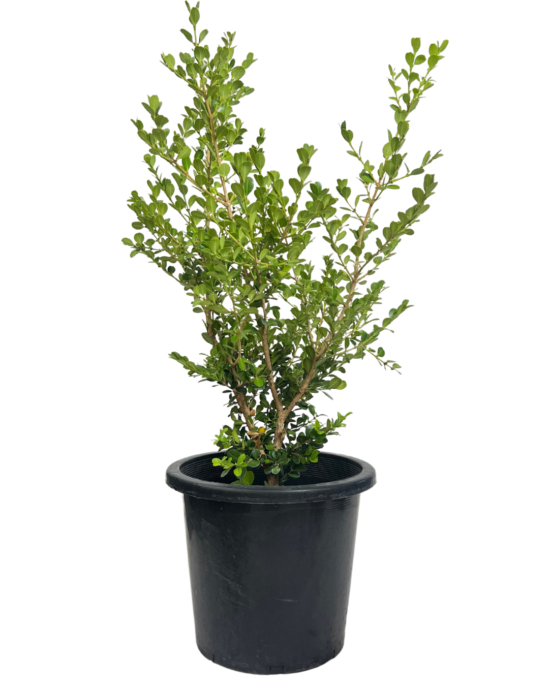 Buxus Microphylla Japonica