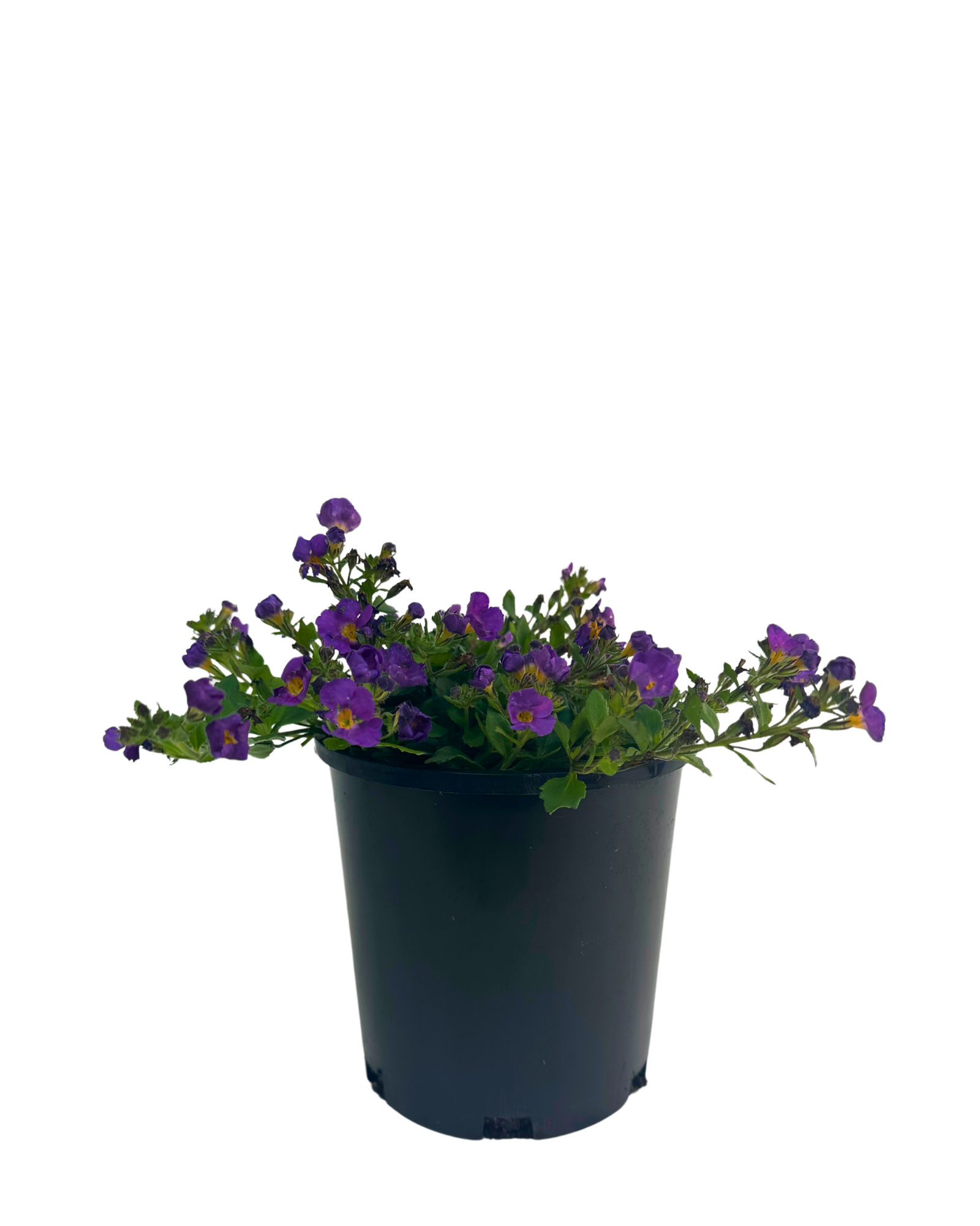 Bacopa Plum