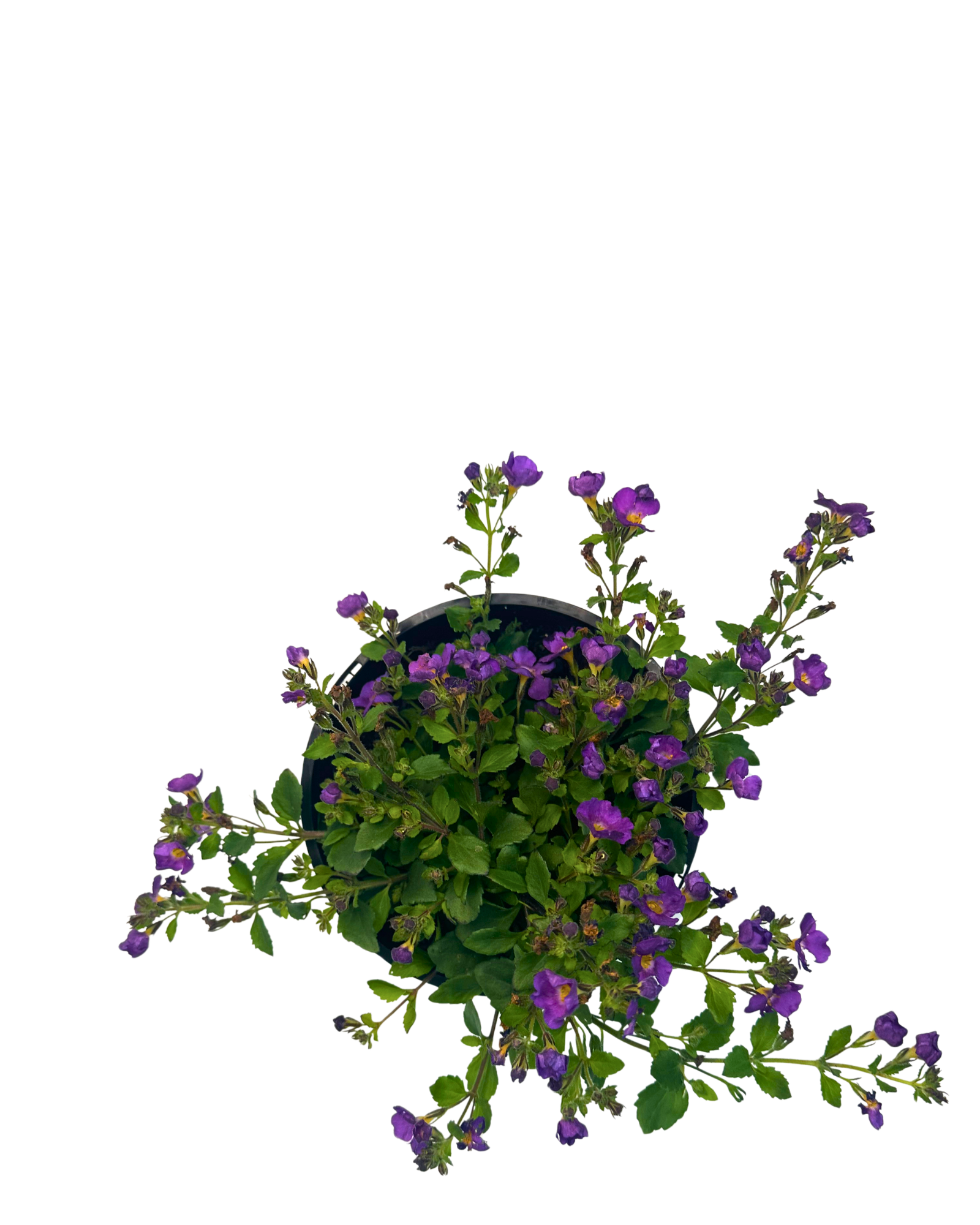 Bacopa Plum