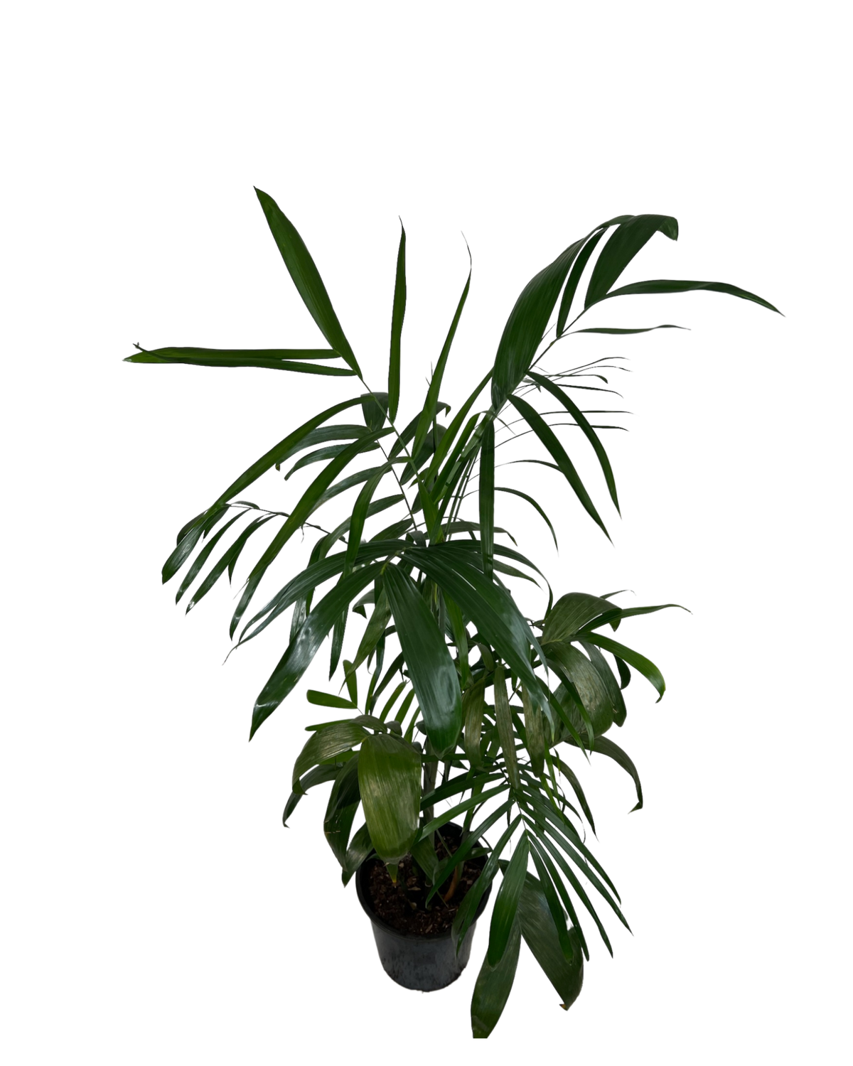 Bamboo Palm - Chamaedorea Seifrizii