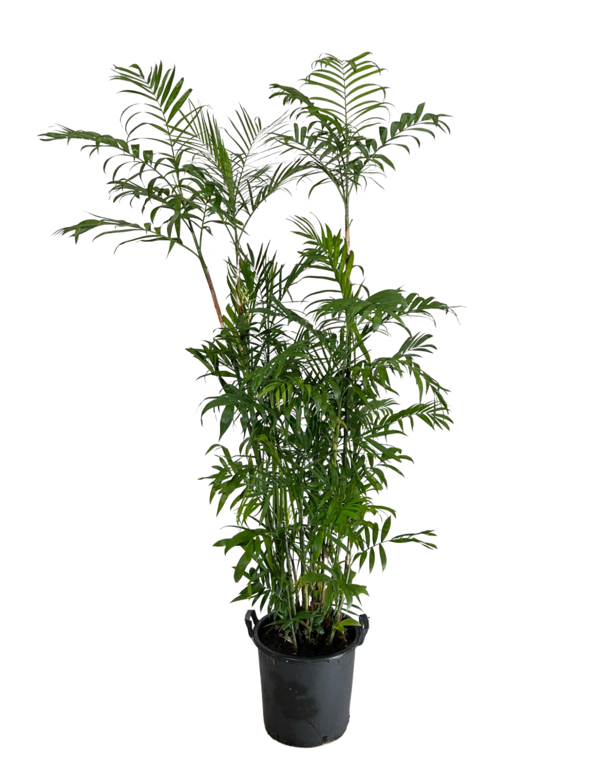 Bamboo Palm - Chamaedorea Seifrizii