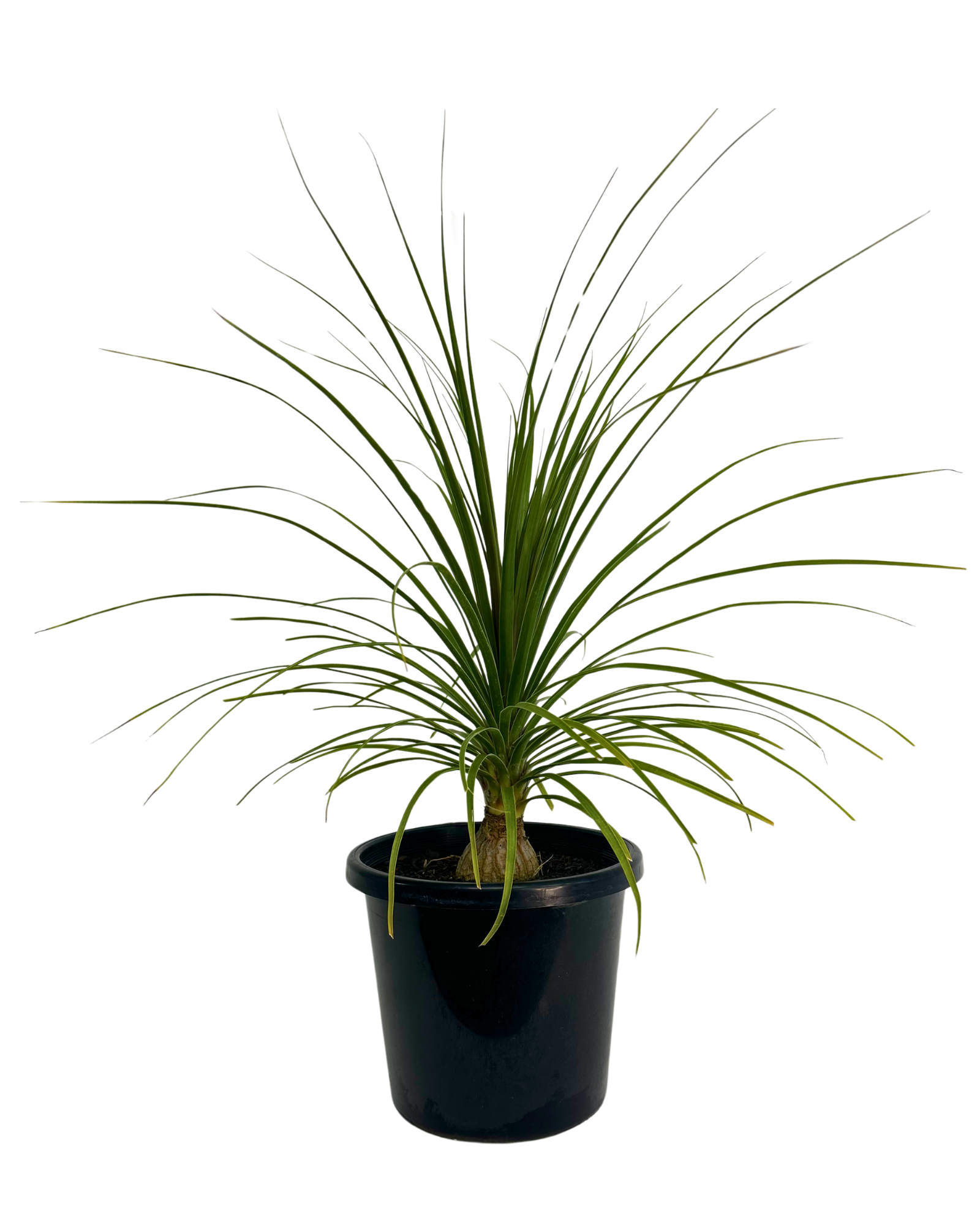 Ponytail Palm - Beaucarnea Recurvata