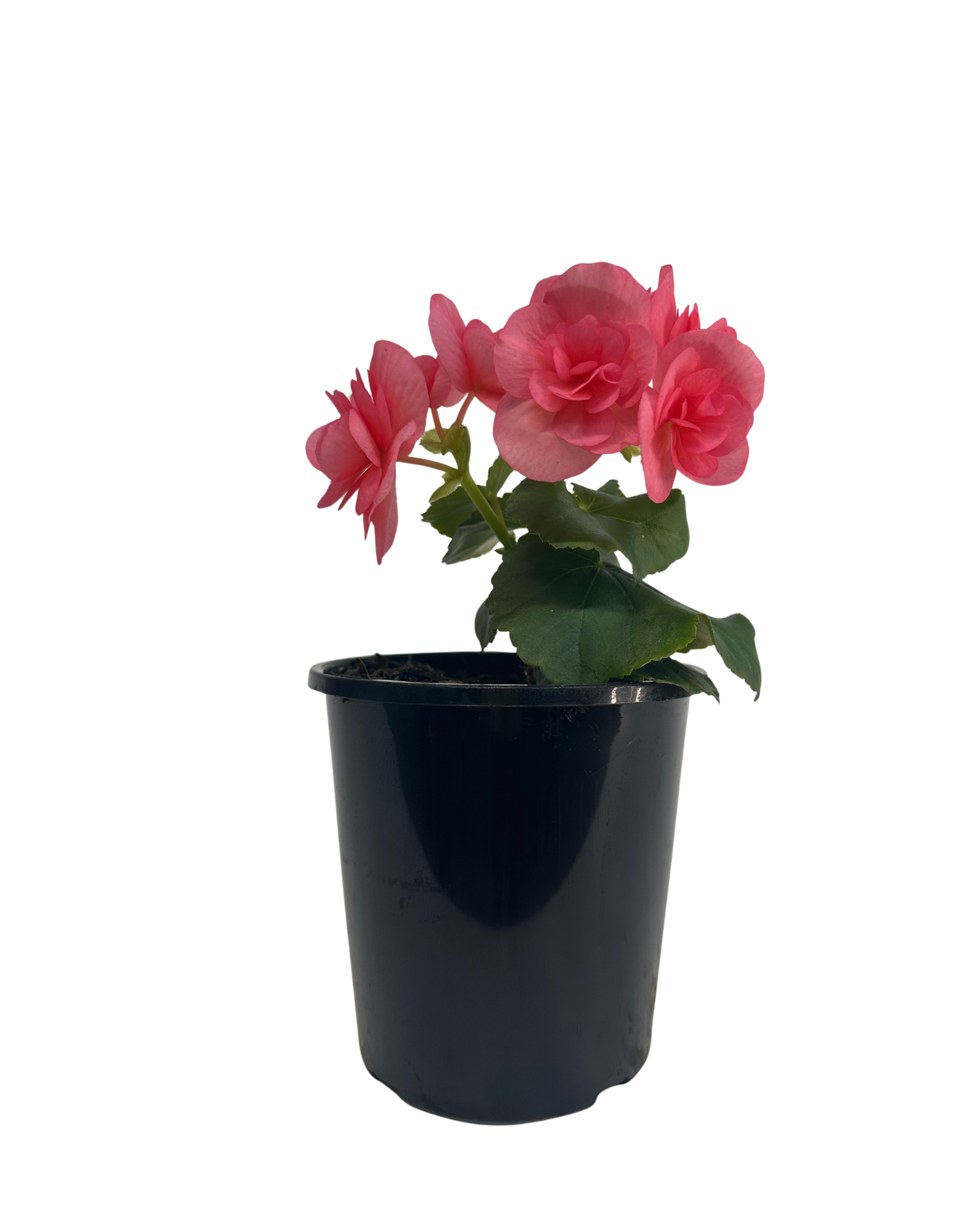 Begonia Dark Nejata