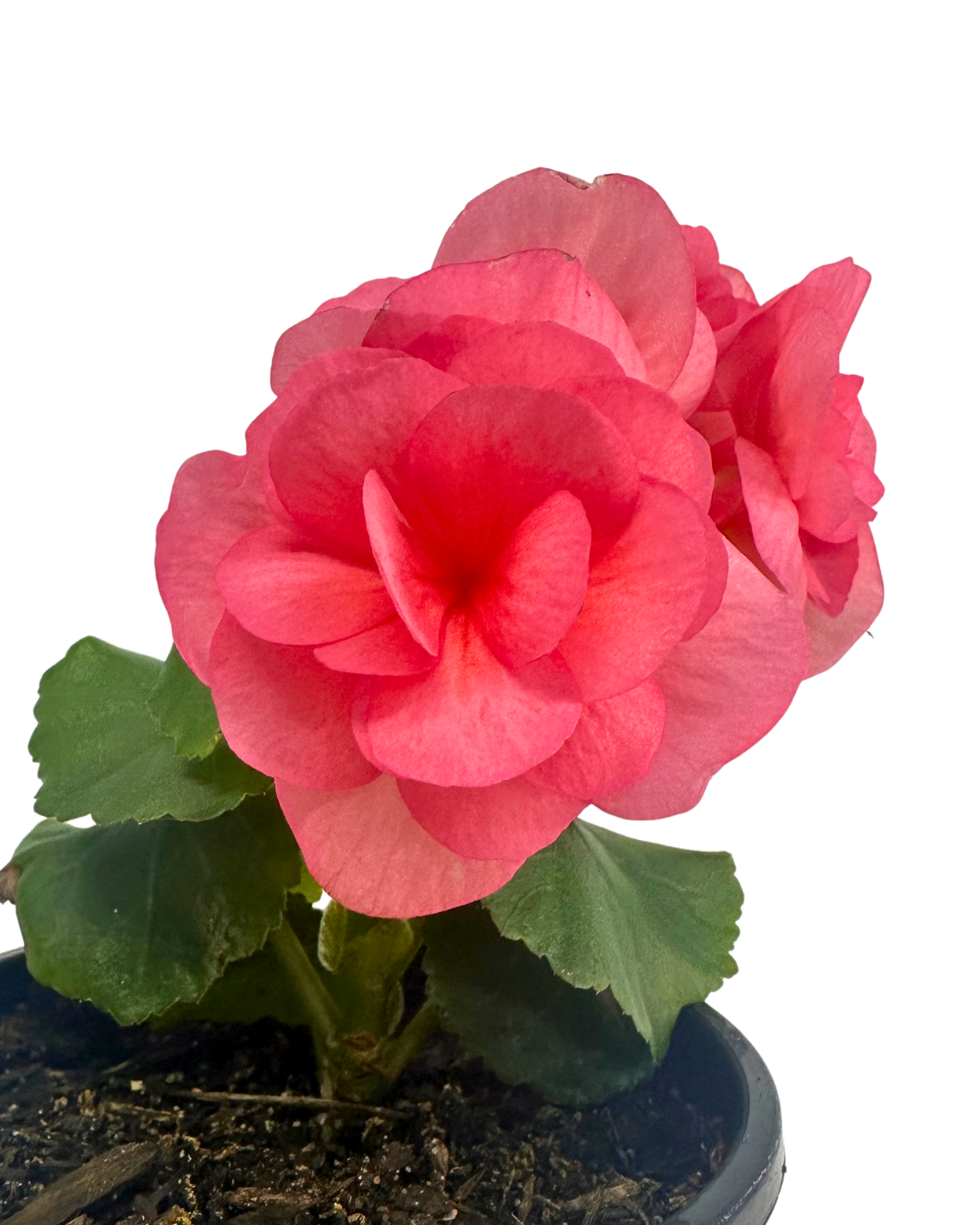 Begonia Dark Nejata