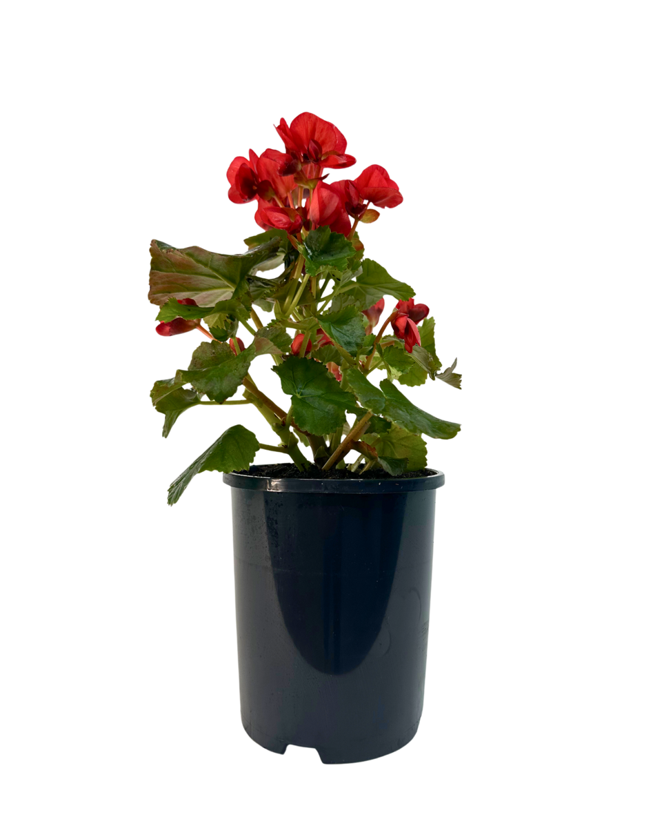 Begonia Ilona Veronica