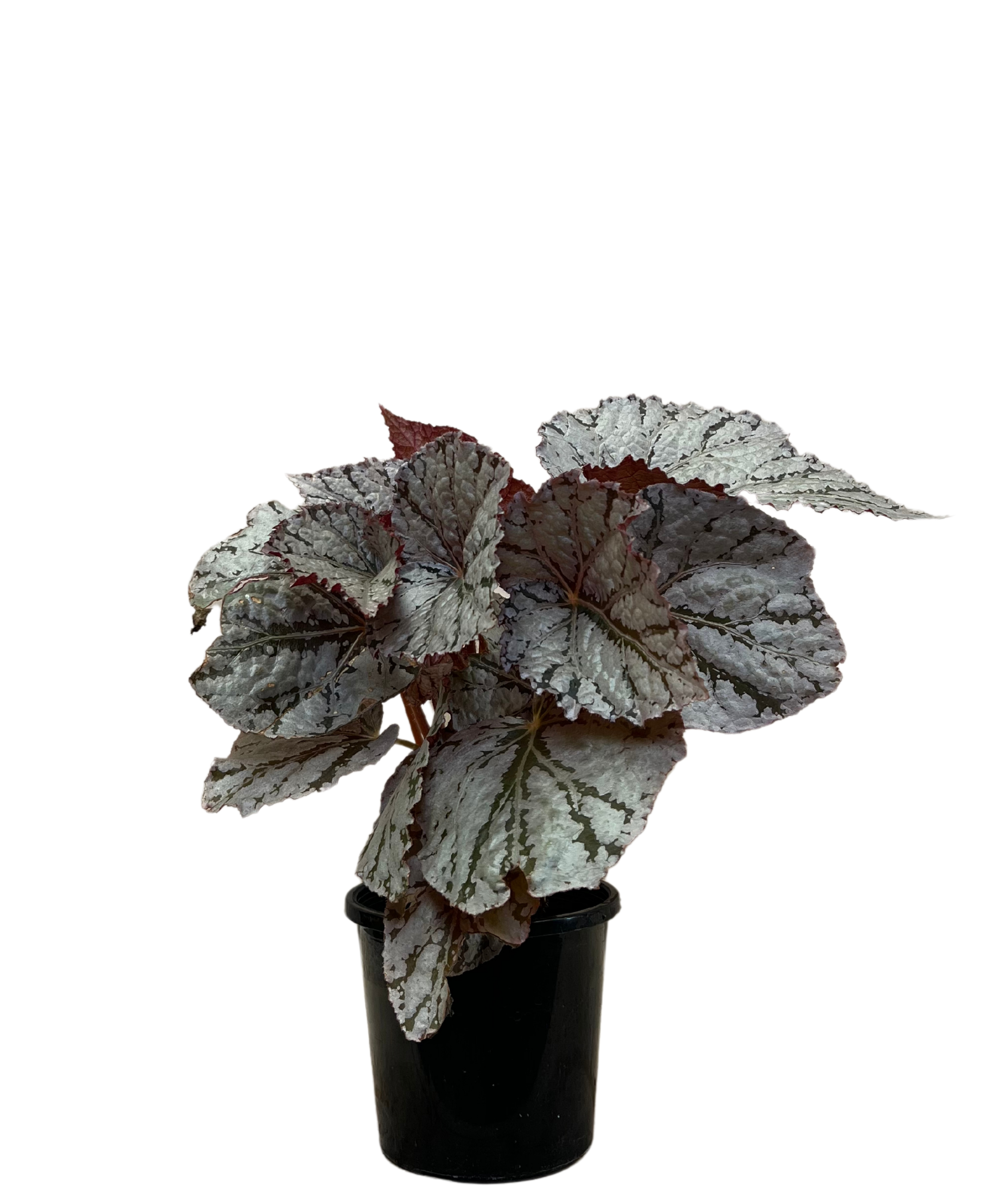 Begonia Silver White