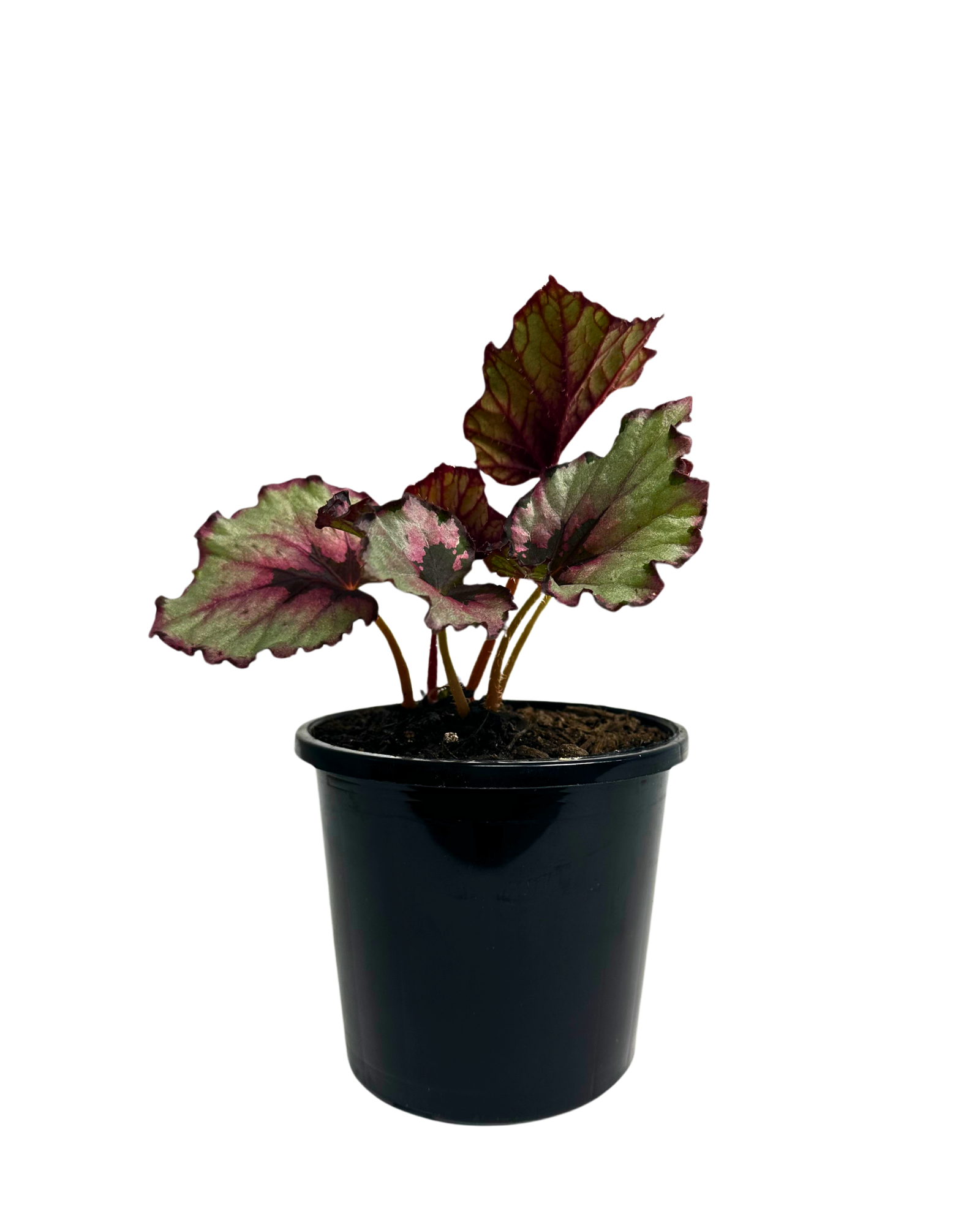Begonia Rex