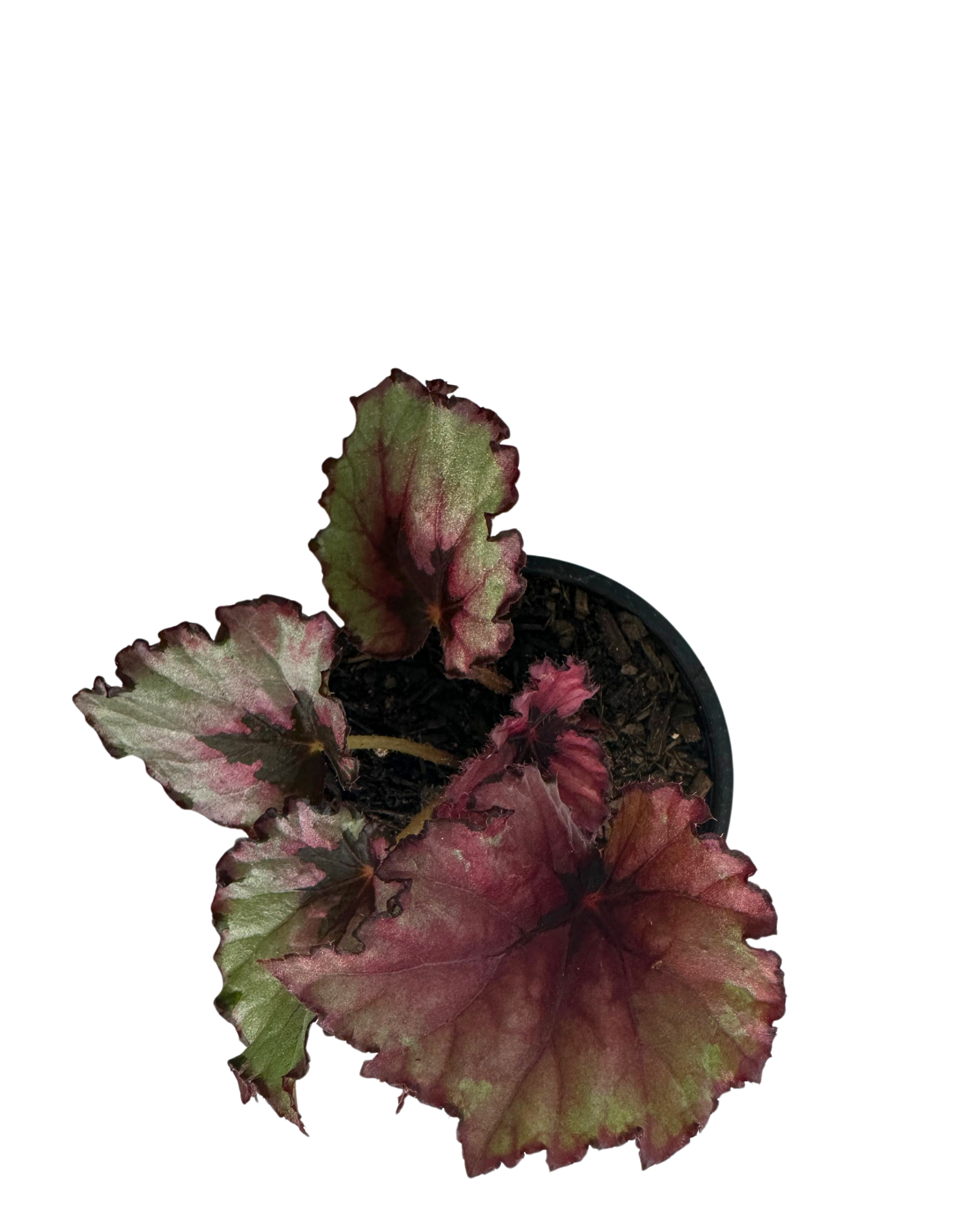 Begonia Rex