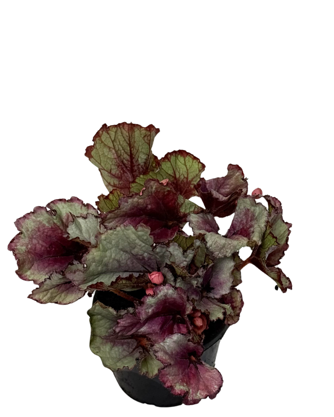 Begonia Dragon Wings
