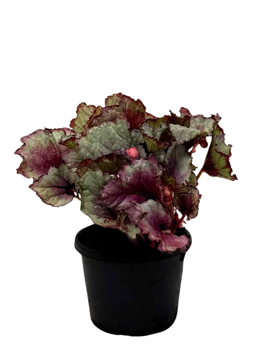 Begonia Dragon Wings