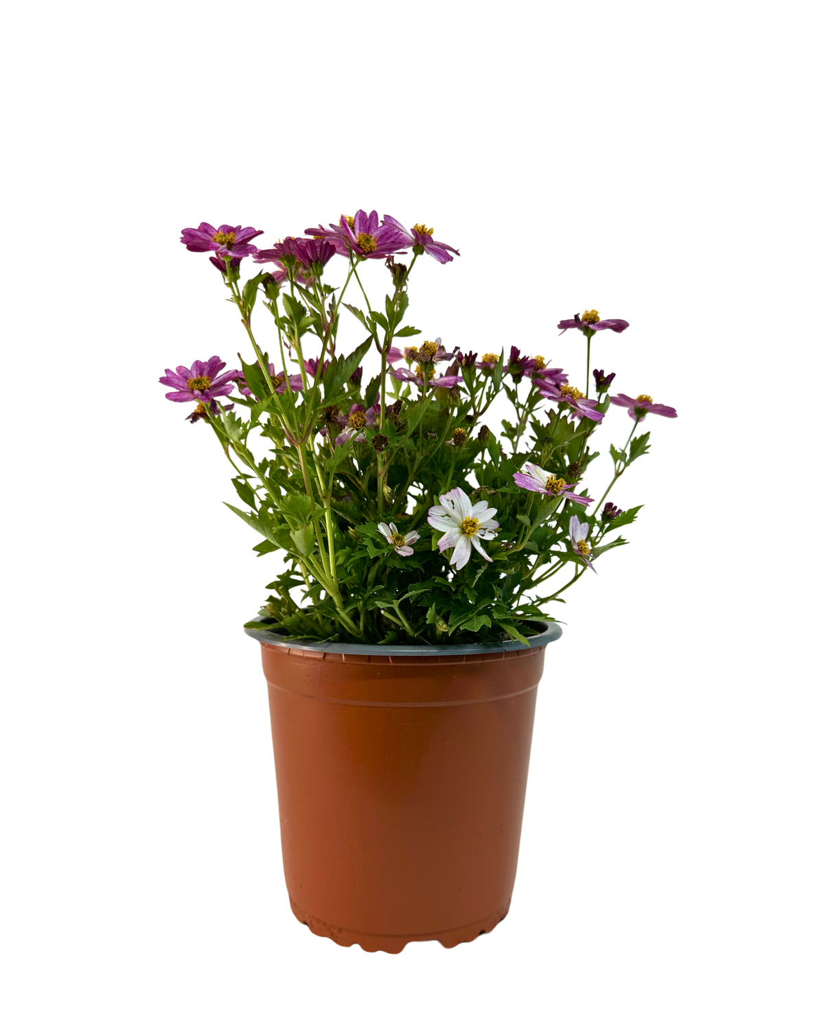 Bidens Pretty in Pink