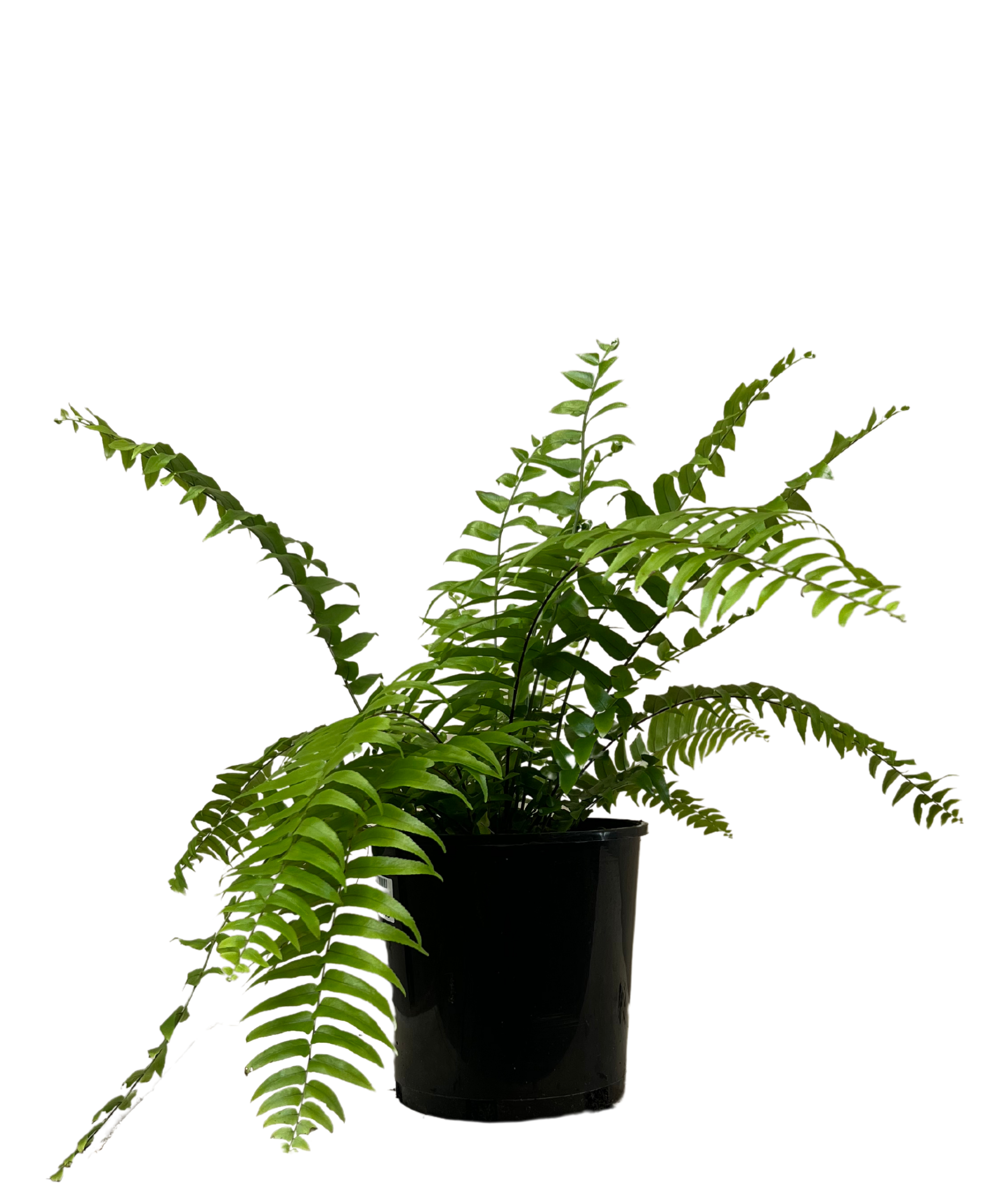 Boston Fern - Nephrolepis Exaltata Macho