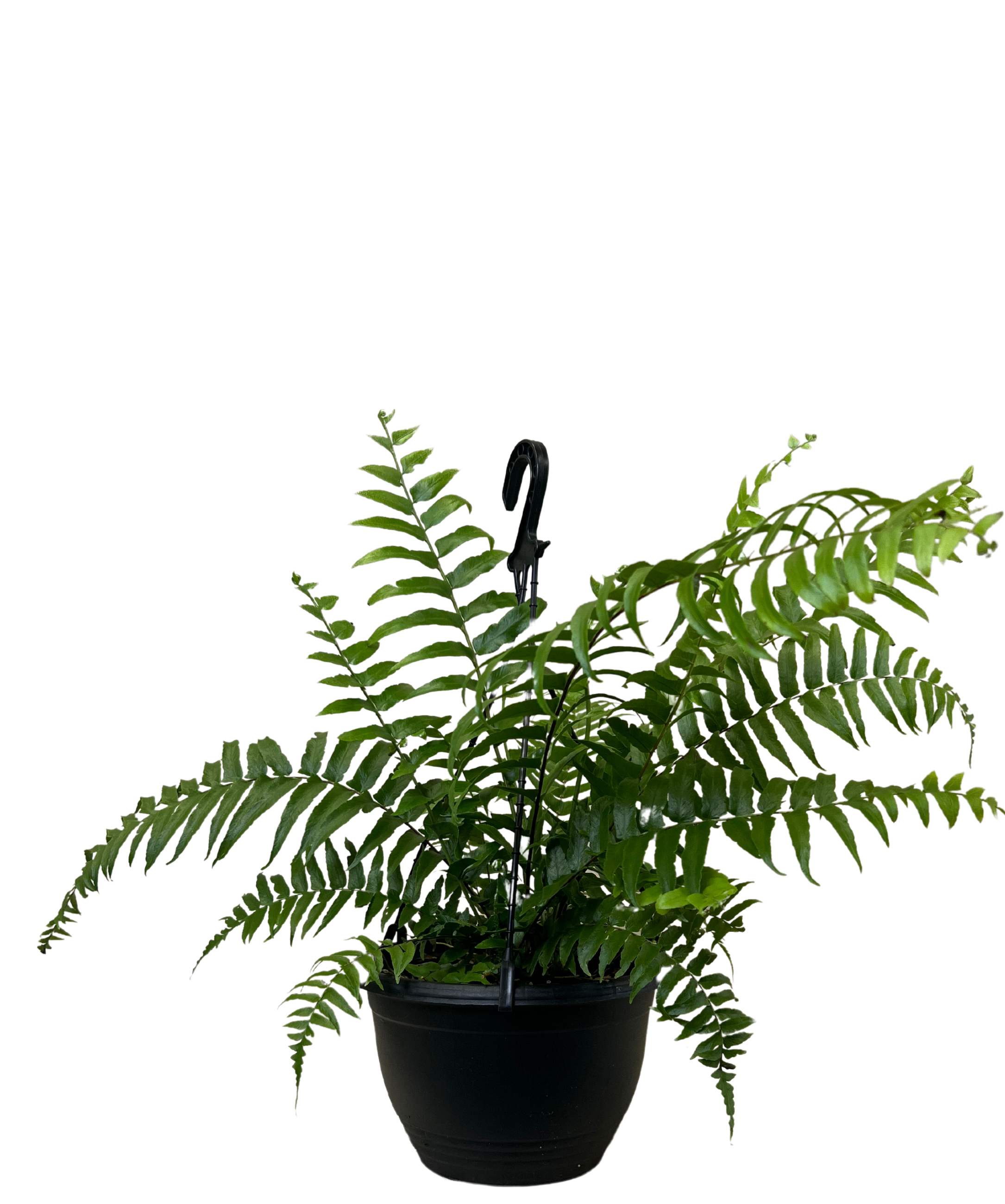 Boston Macho Fern - Nephrolepsis Hanging Basket