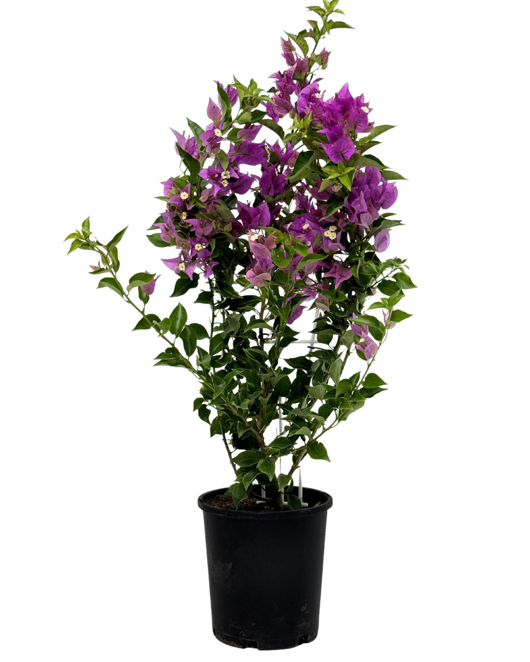 Bougainvillea Magnifica Trailii