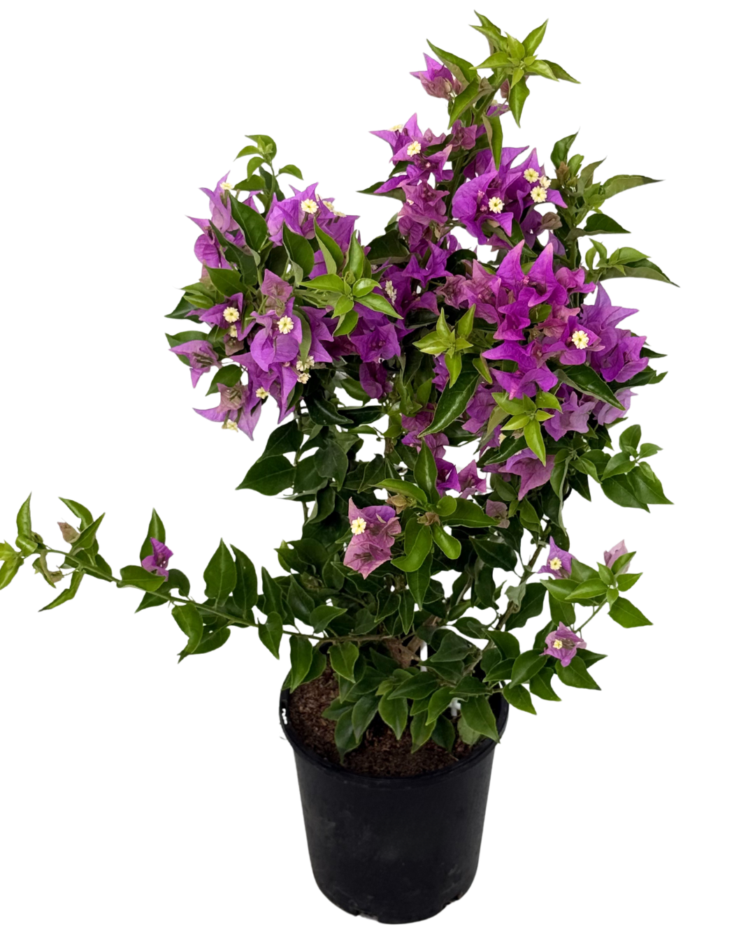 Bougainvillea Magnifica Trailii