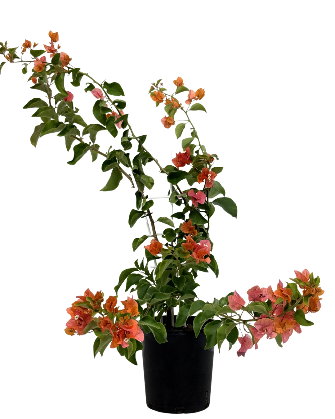 Bougainvillea Orange Glory