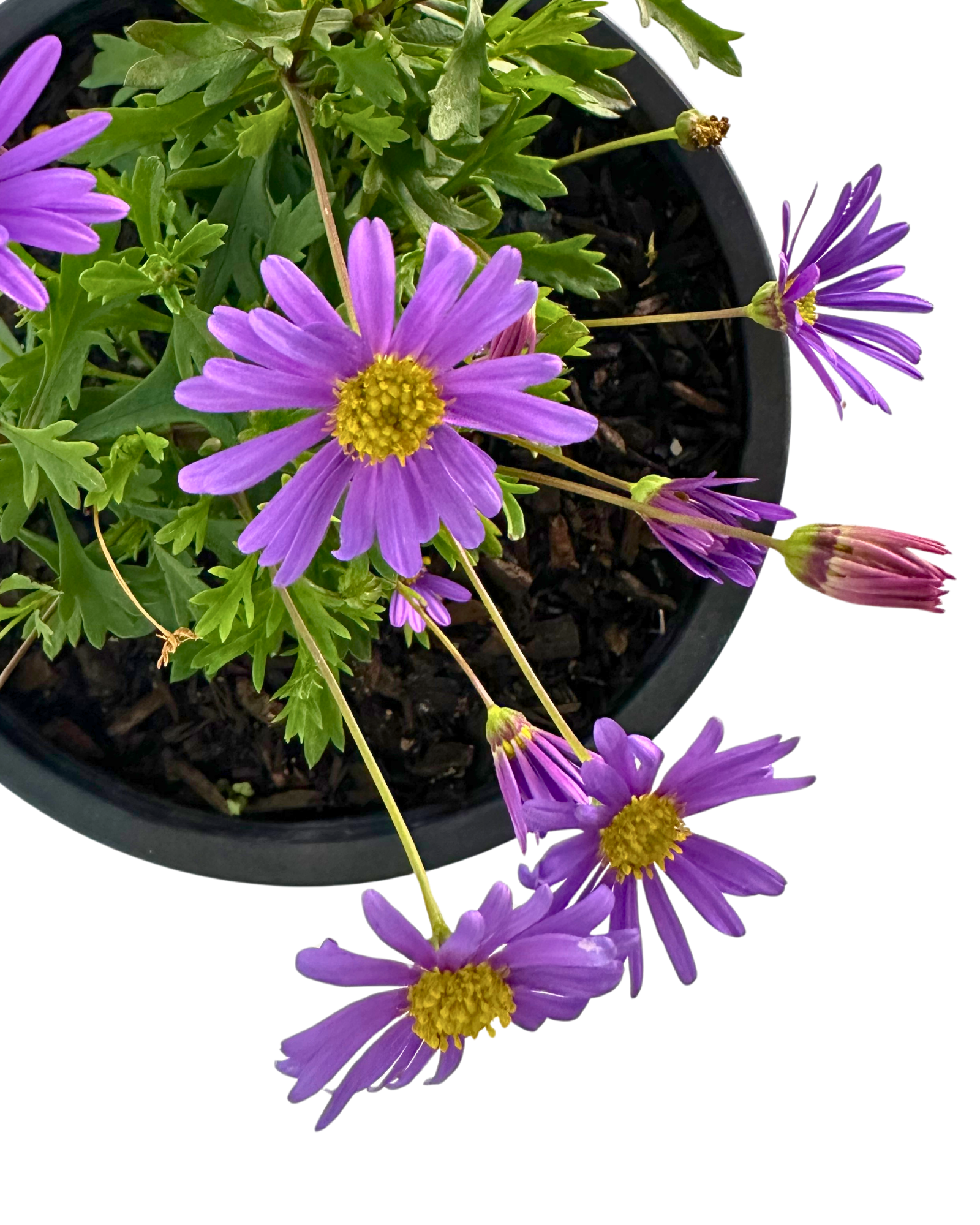 Brachyscome Brasco Violet