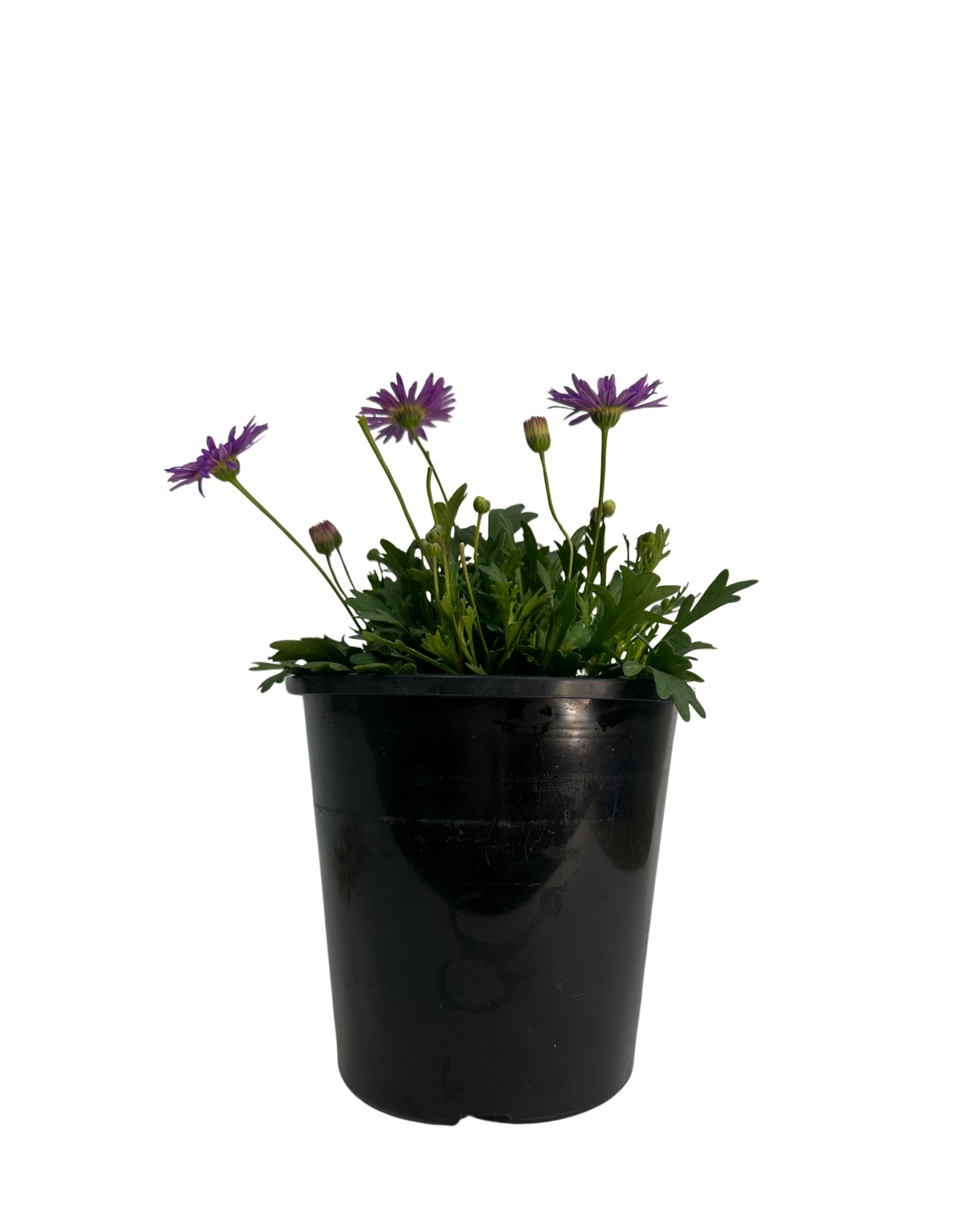 Brachyscome Fresco Purple