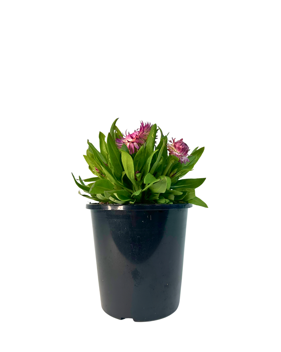 Bracteantha Jumbo Rose