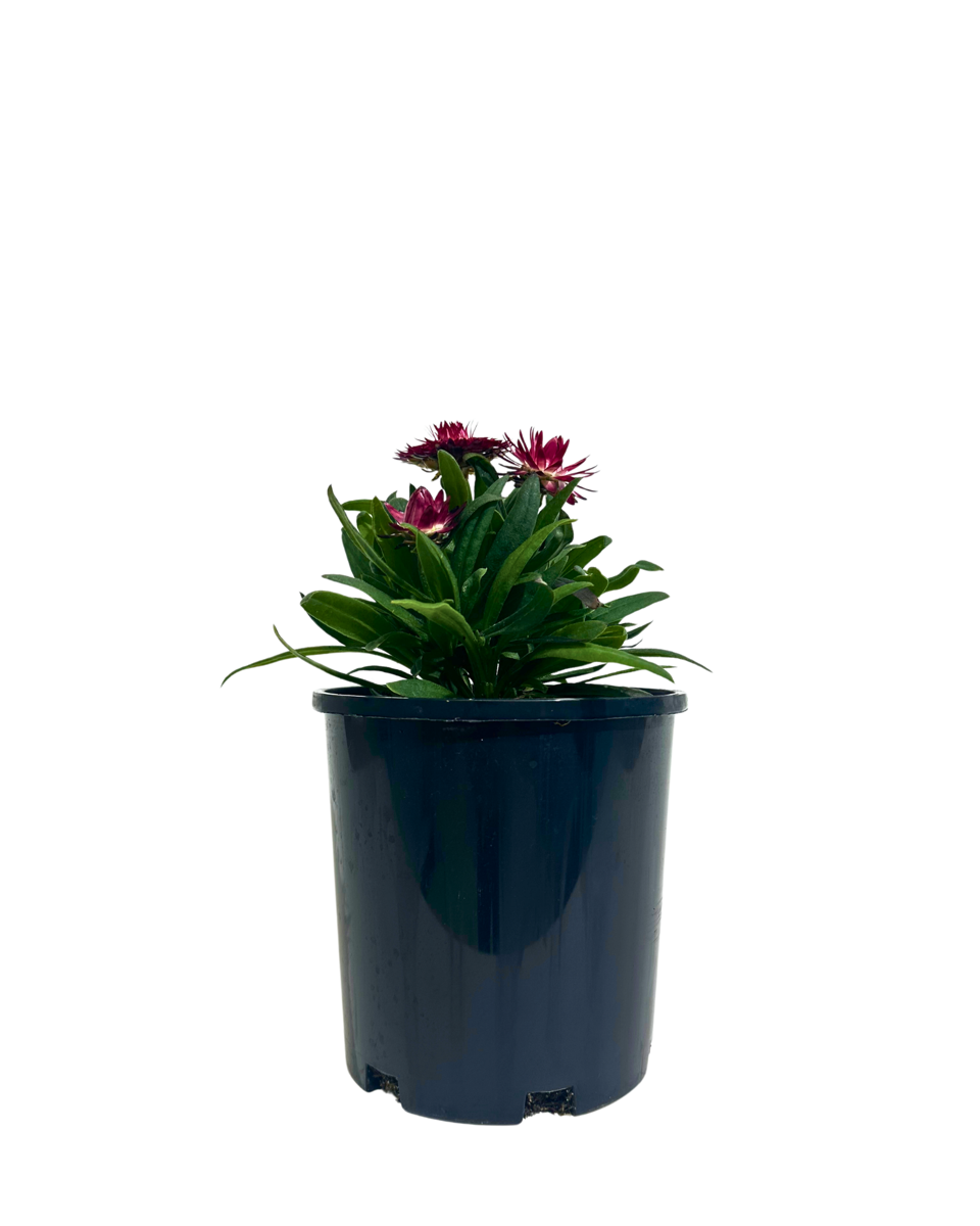 Bracteantha Mohave Fire Red