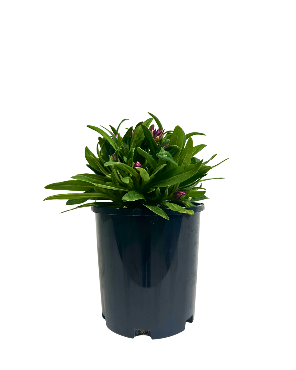 Bracteantha Mohave Purple Red