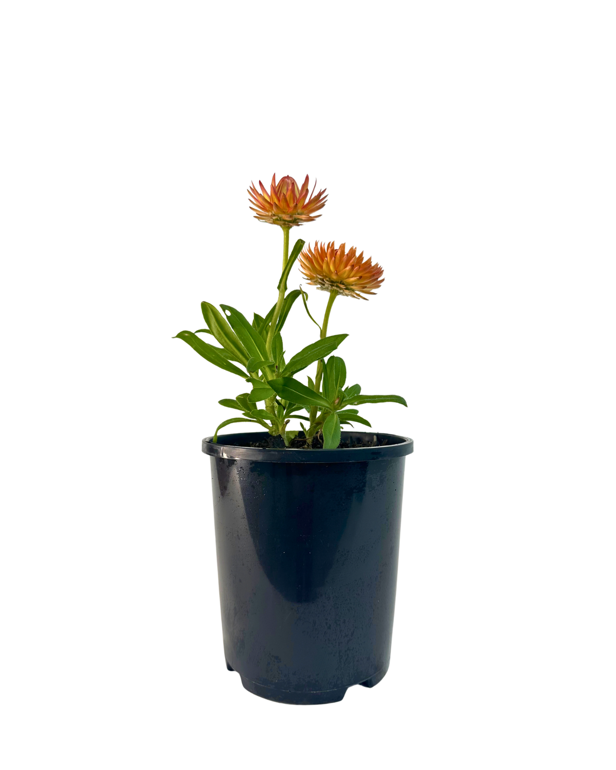 Bracteantha Peachy Keen