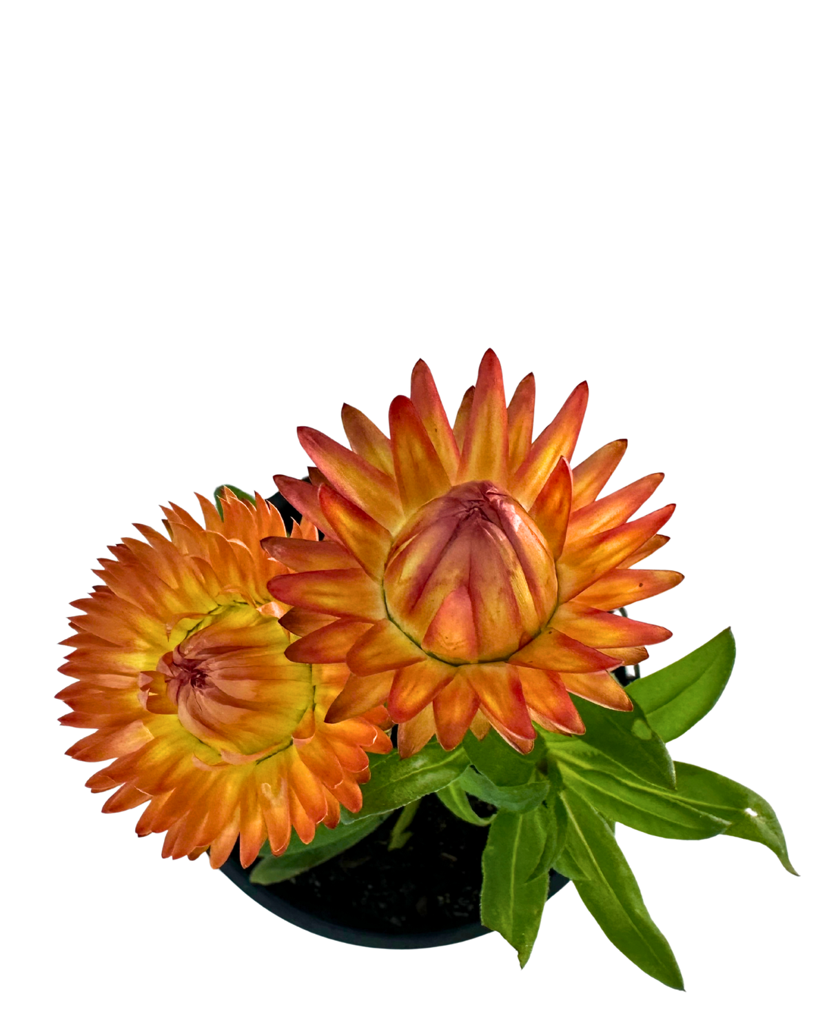 Bracteantha Peachy Keen