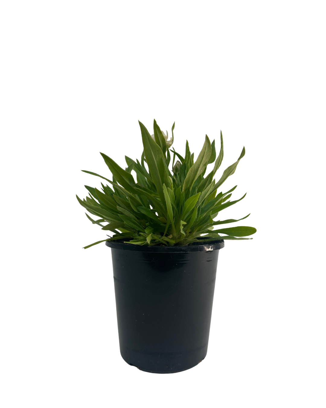 Bracteantha Pure White