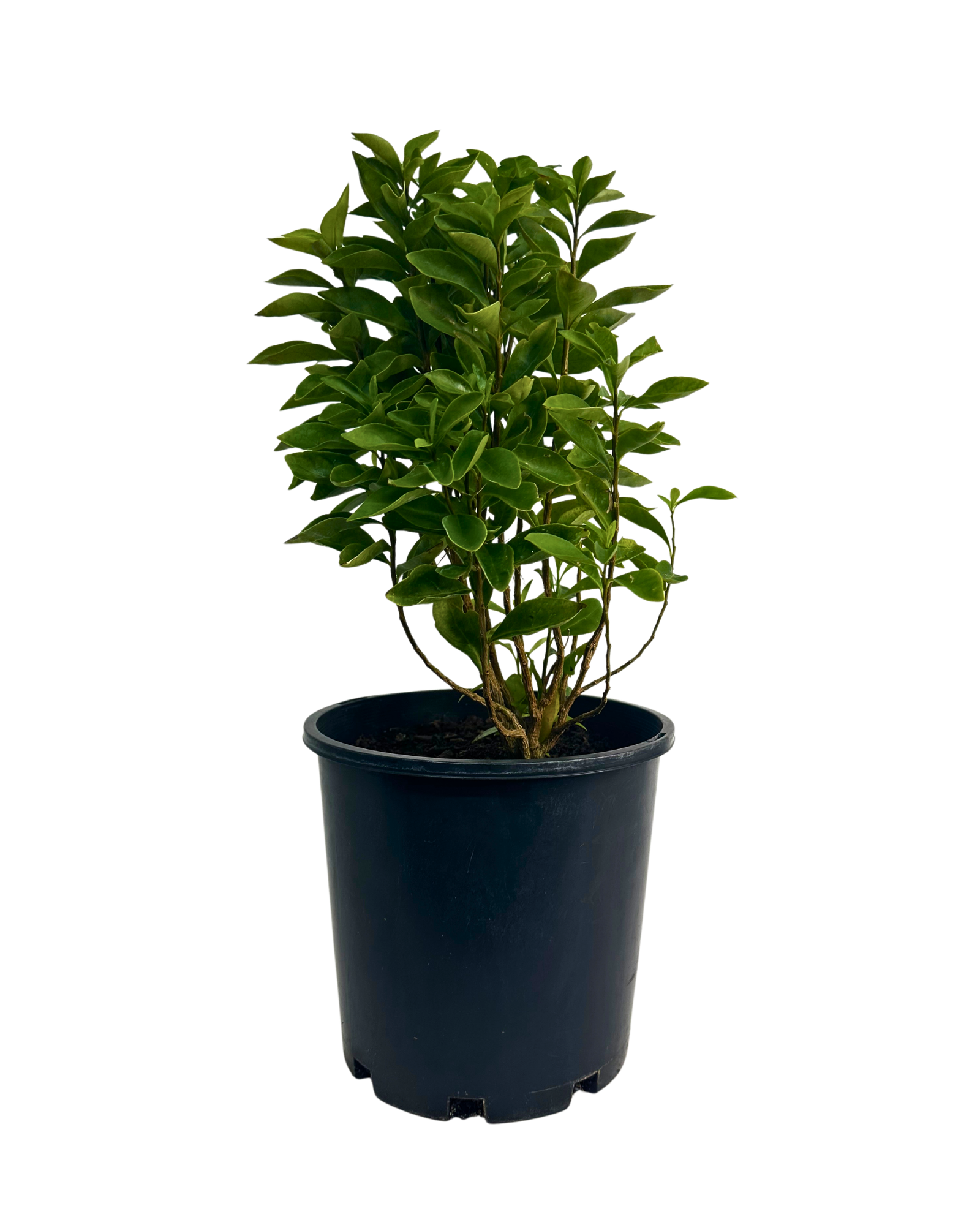 Brunfelsia Latifolia