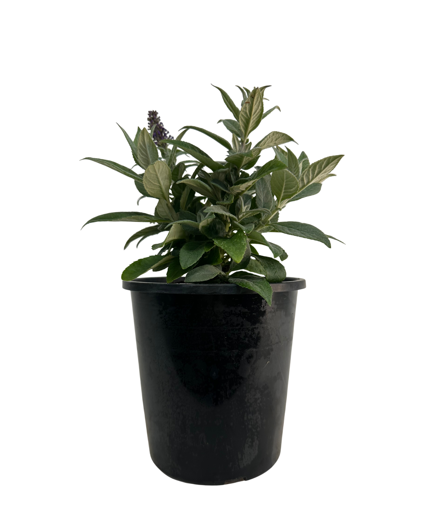 Buddleia Chrysalis Blue