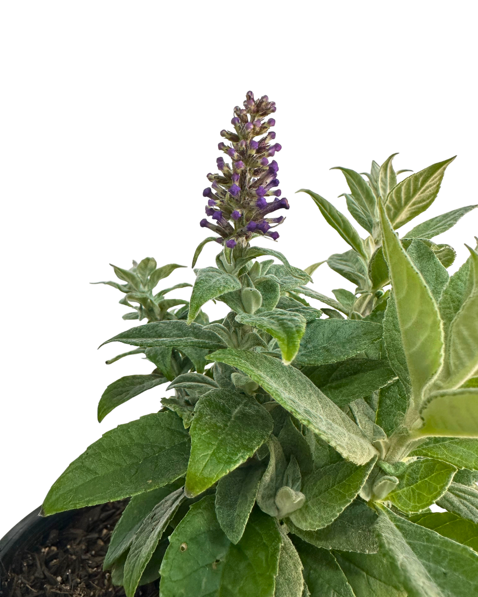 Buddleia Chrysalis Blue