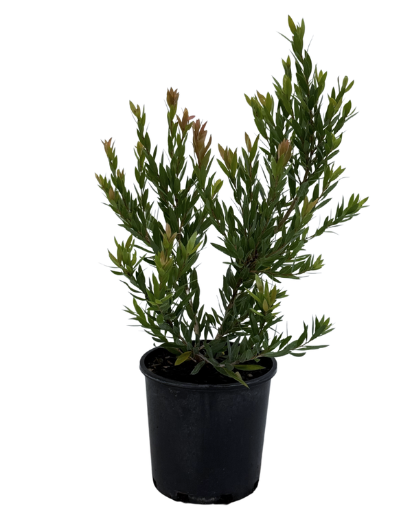 Callistemon Red Alert | Australian Native Plant Perth | Waldecks