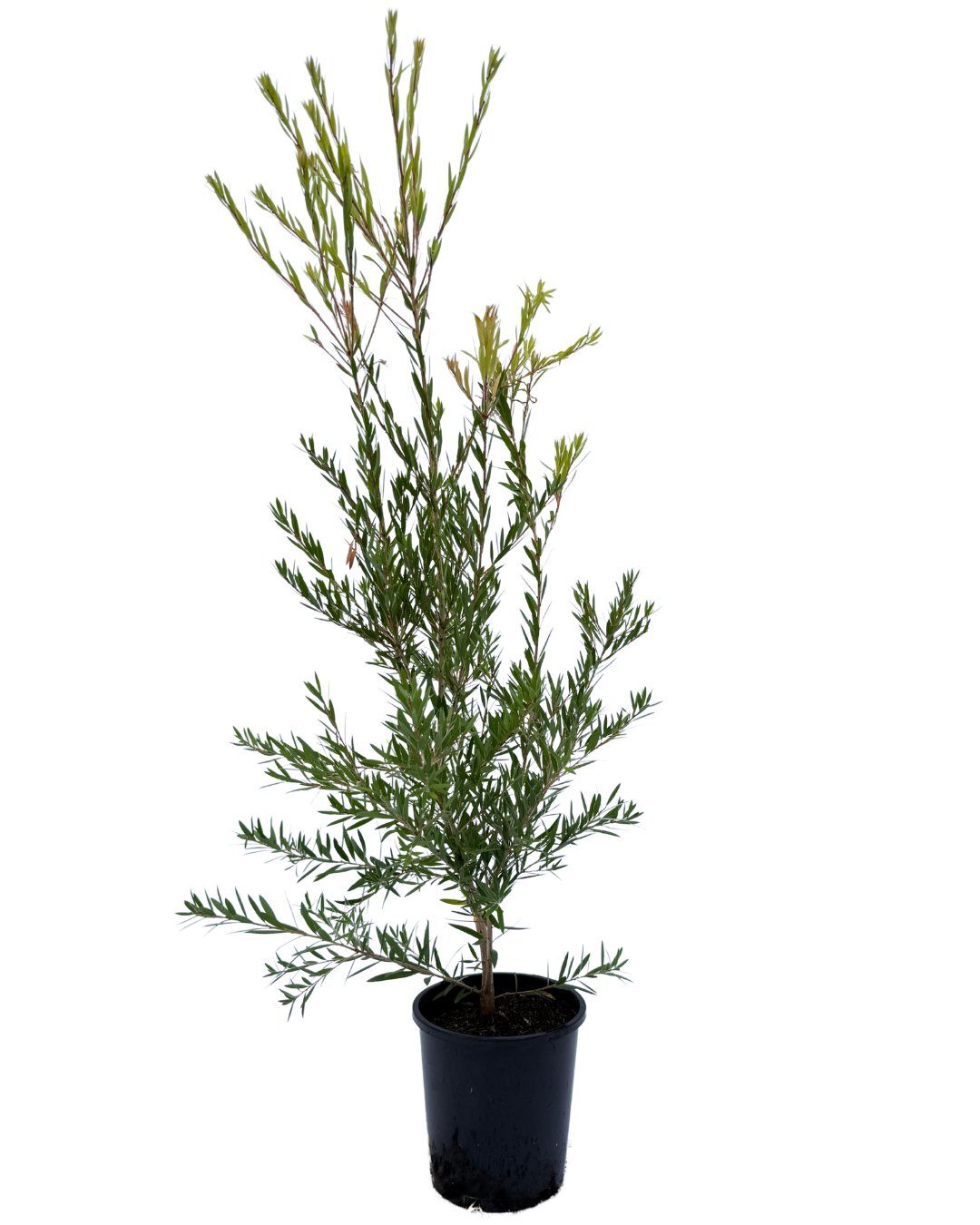 Callistemon Slim