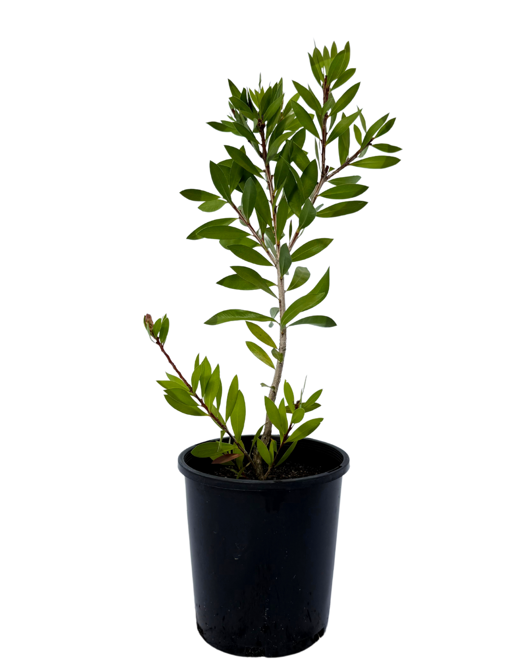Michelia Coco